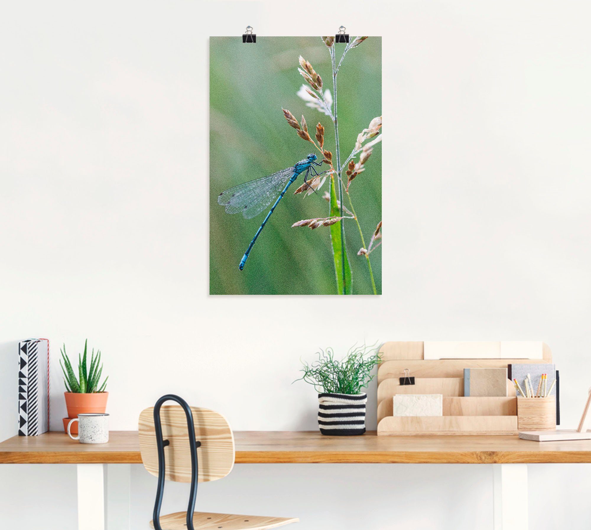 Artland Wandbild Kleine Libelle, Insekten Poster Wandaufkleber St), Größen oder versch. in Alubild, (1 als Leinwandbild