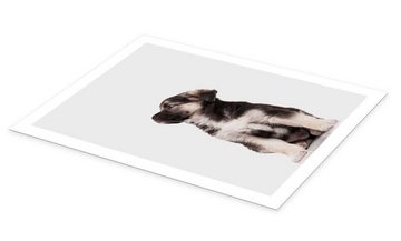 Posterlounge Poster Animal Kids Collection, Australian Shepherd Welpe I, Jungenzimmer Fotografie