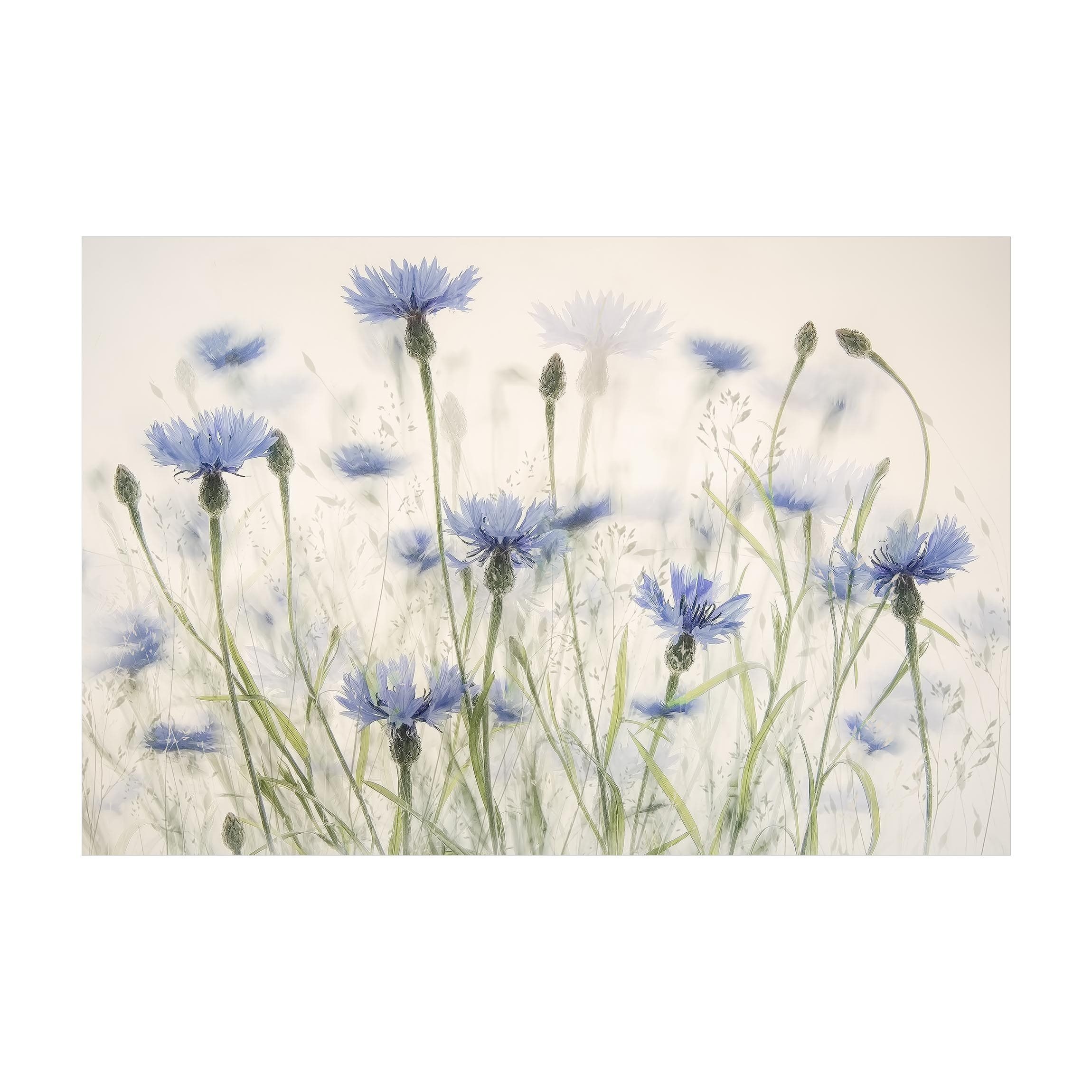 Bilderdepot24 Teppich Vinyl Wohnzimmer Schlafzimmer Flur Küche Blumen Landhaus, rechteckig - violett glatt, nass wischbar (Küche, Tierhaare) - Saugroboter & Bodenheizung geeignet