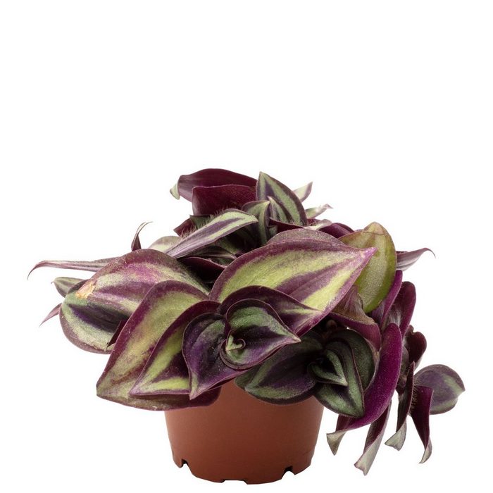 Flowerbox Blumentopf bepflanzt mit Zimmerpflanze Zebrakraut - Tradescantia Zebrina - Höhe ca. 8 cm Topf-Ø 6 cm
