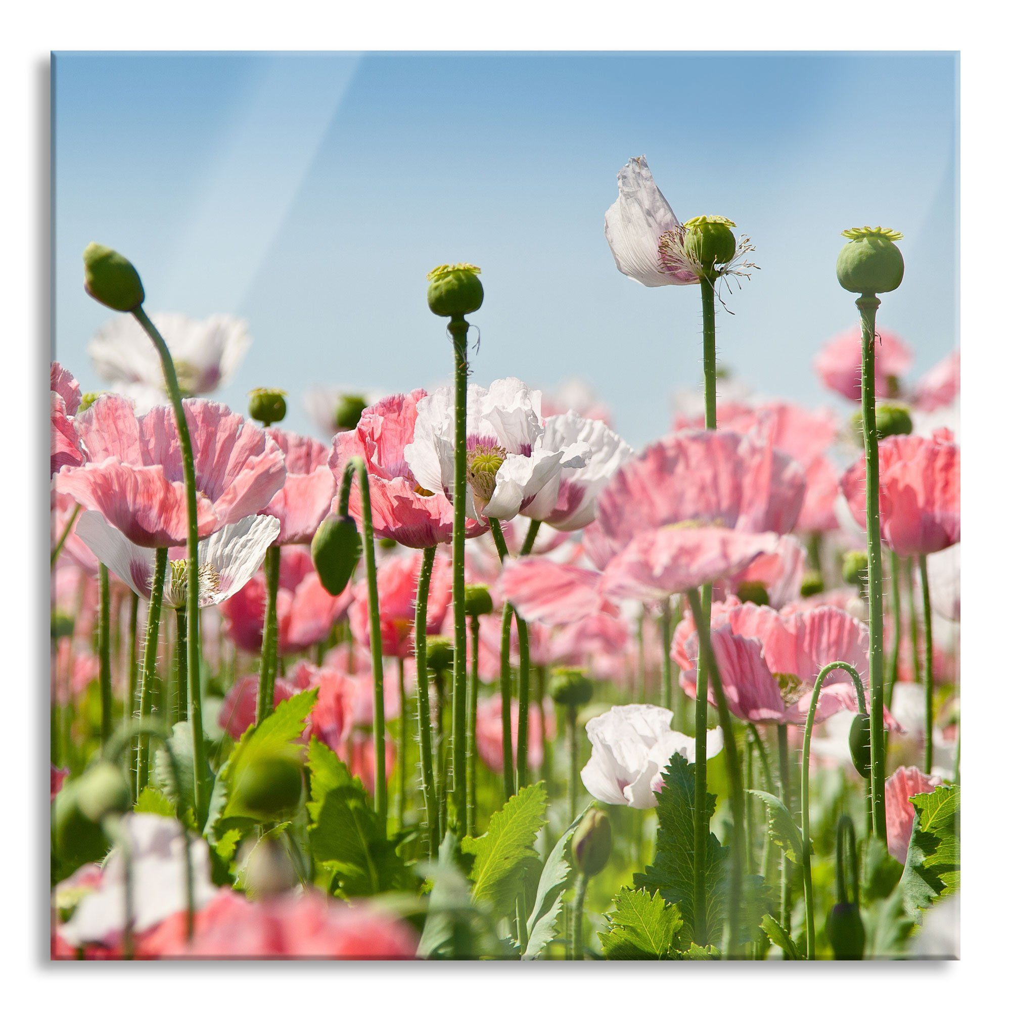 Pixxprint Glasbild Blumenwiese Mohnblumen, Blumenwiese Mohnblumen (1 St), Glasbild aus Echtglas, inkl. Aufhängungen und Abstandshalter