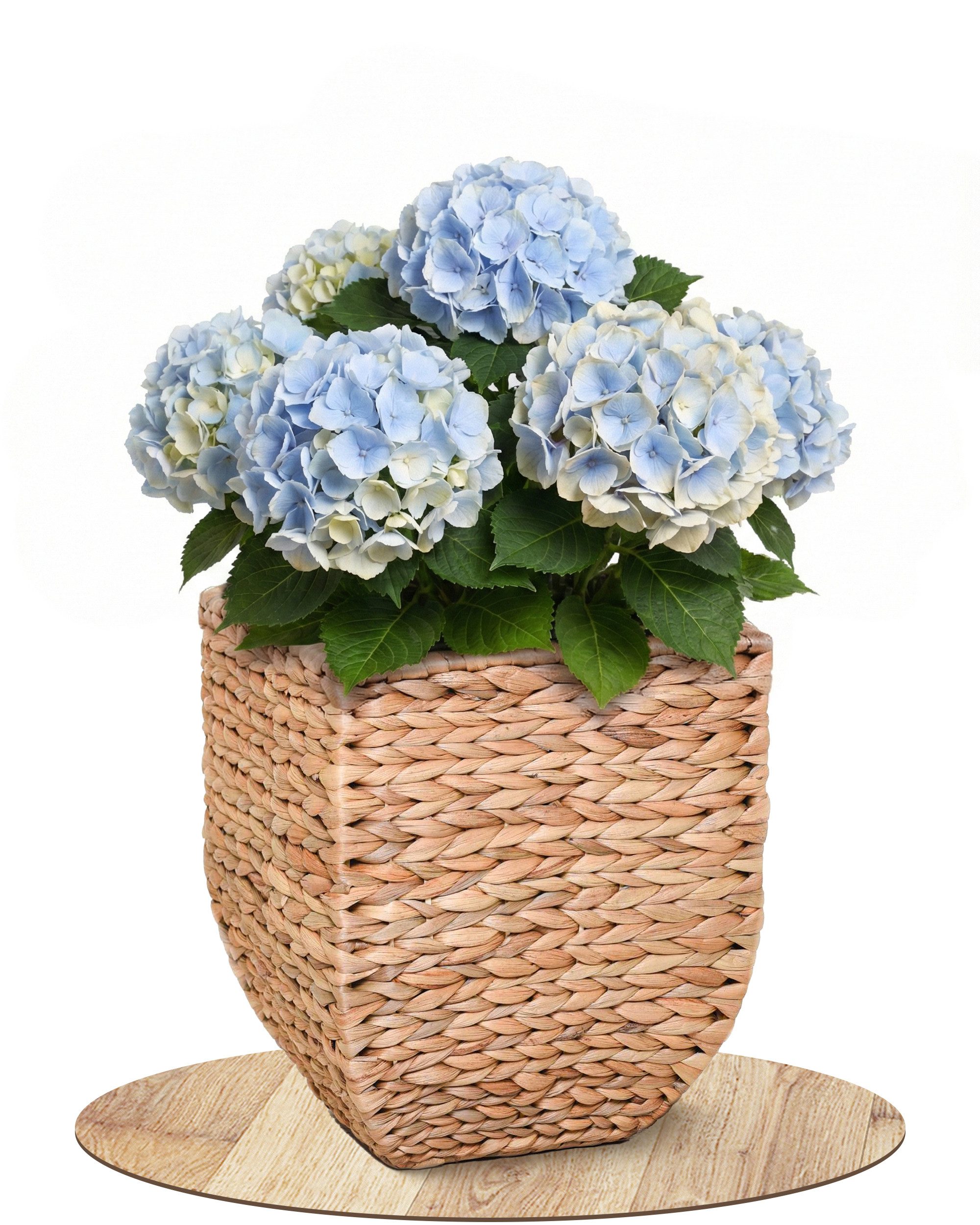 VIVANNO Pflanzkübel Wasserhyazinthe ASIA Würfel - Natur Geflochten (1 St), 25x25x31 cm