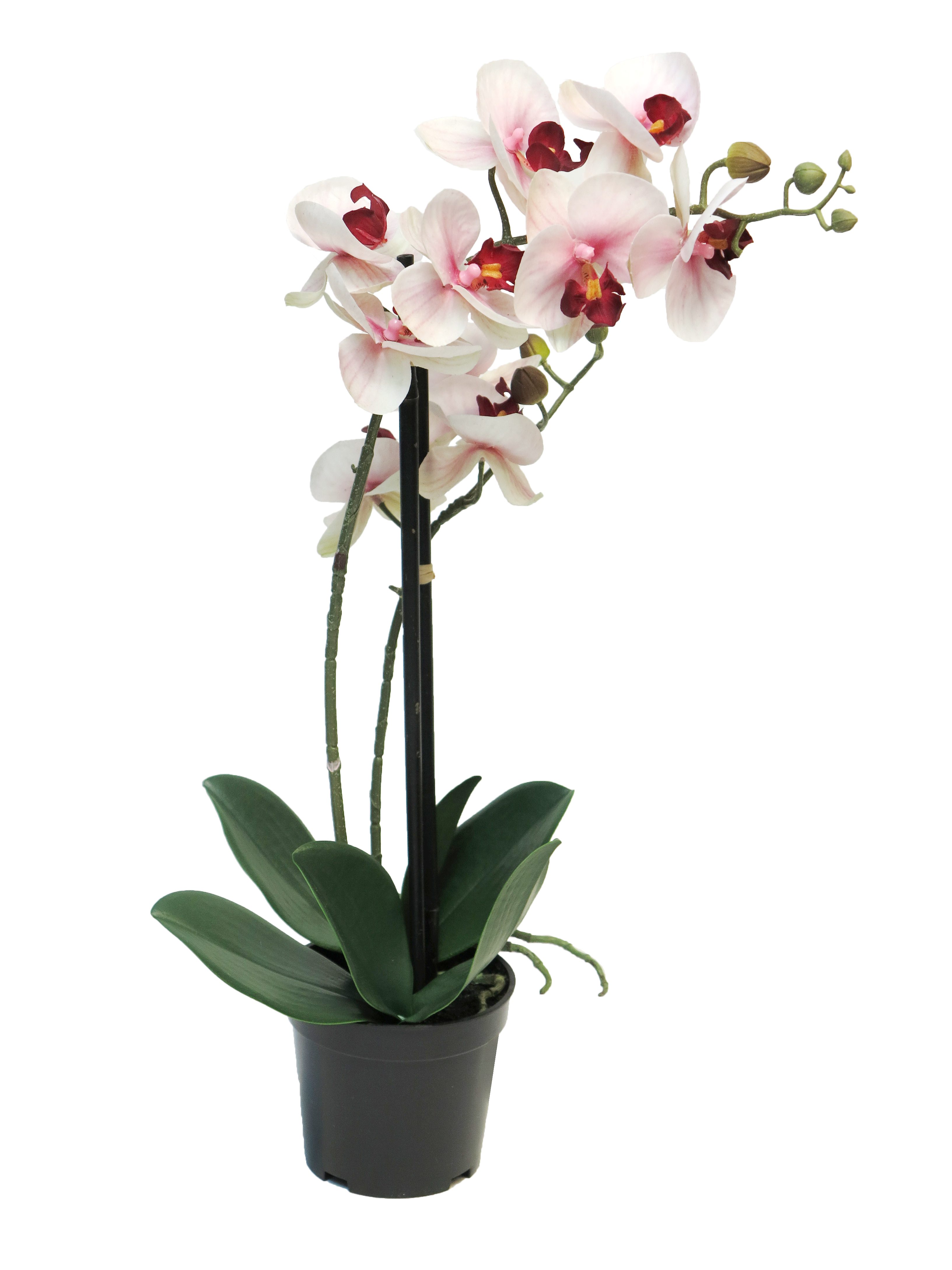 Kunstorchidee künstliche Phalaenopsis Bora 50cm mit günstig online kaufen