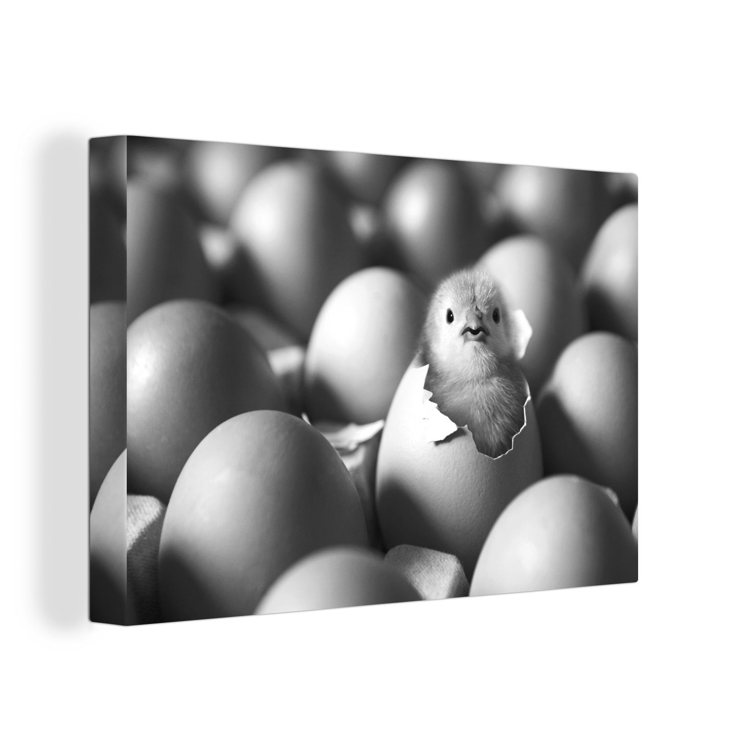 OneMillionCanvasses® Leinwandbild Küken im Ei - schwarz und weiß, (1 St), Wandbild Leinwandbilder, Aufhängefertig, Wanddeko, 30x20 cm