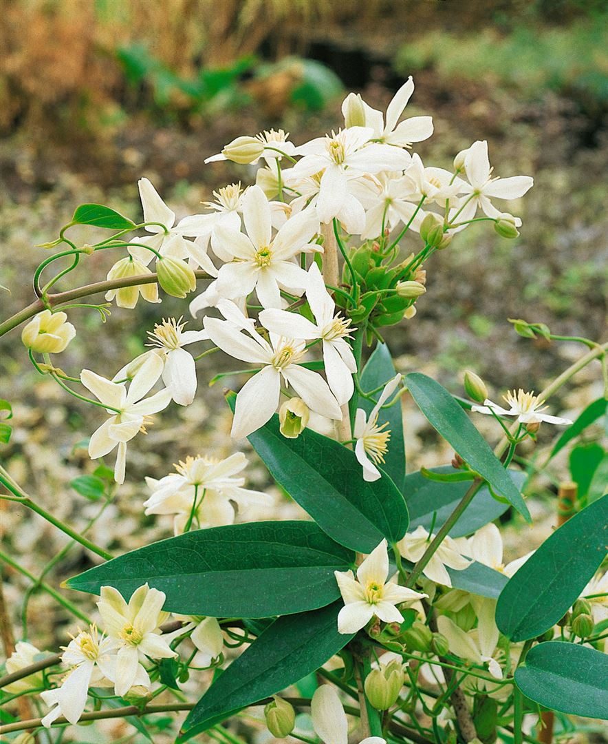 Pflanzen für Dich Kletterpflanze Clematis armandii, 1 St., Immergrüne Waldrebe, Armand-Waldrebe, immergrün, duftend