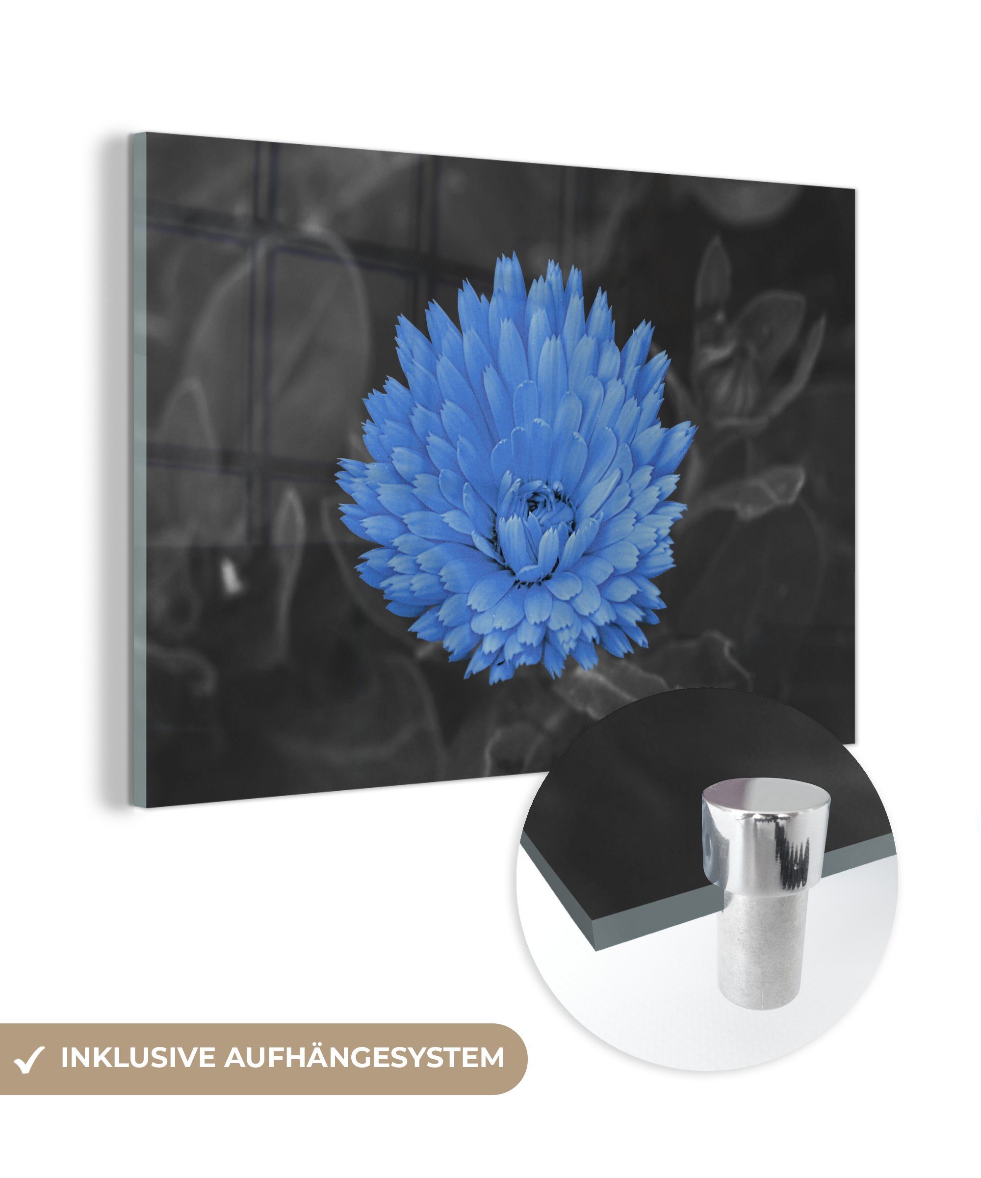 MuchoWow Acrylglasbild Blumen - Schwarz - Weiß - Blau, (1 St), Glasbilder - Bilder auf Glas Wandbild - Foto auf Glas - Wanddekoration