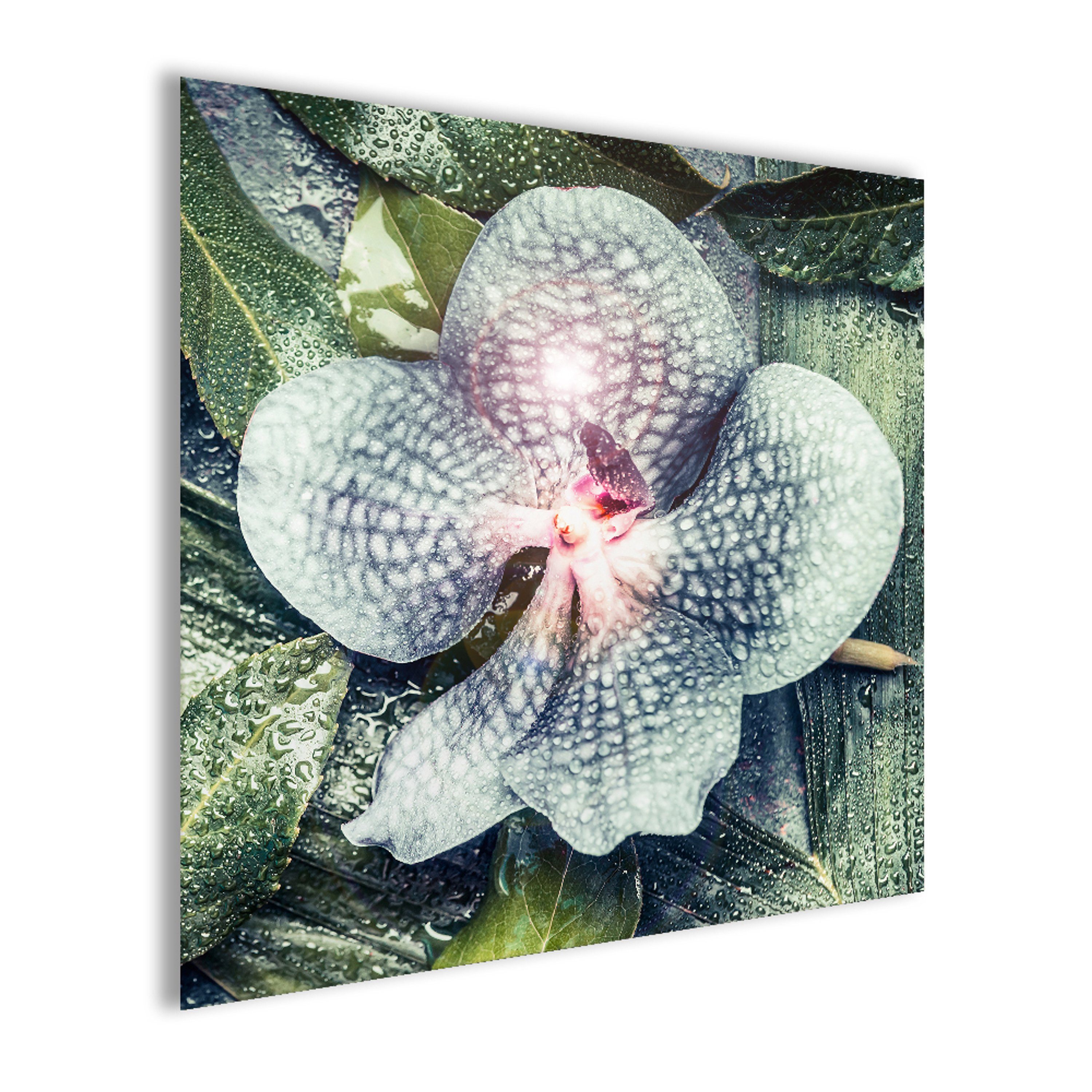 Bild Glasbild Glasbild Blatt 30x30cm Natur: Natur Tropical artissimo Tropische Pflanzen Orchidee grün,