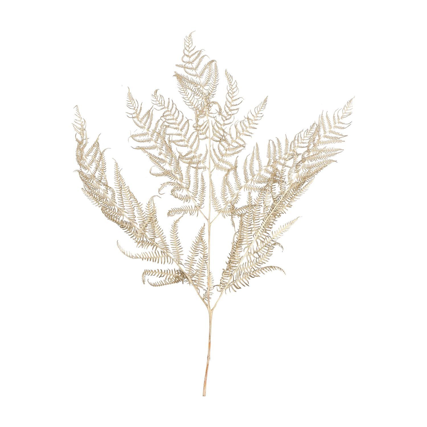 Trockenblume Bracken Farn - 10 Stück/Bund - konserviert - L60 cm, B40 cm - gold, Vosteen