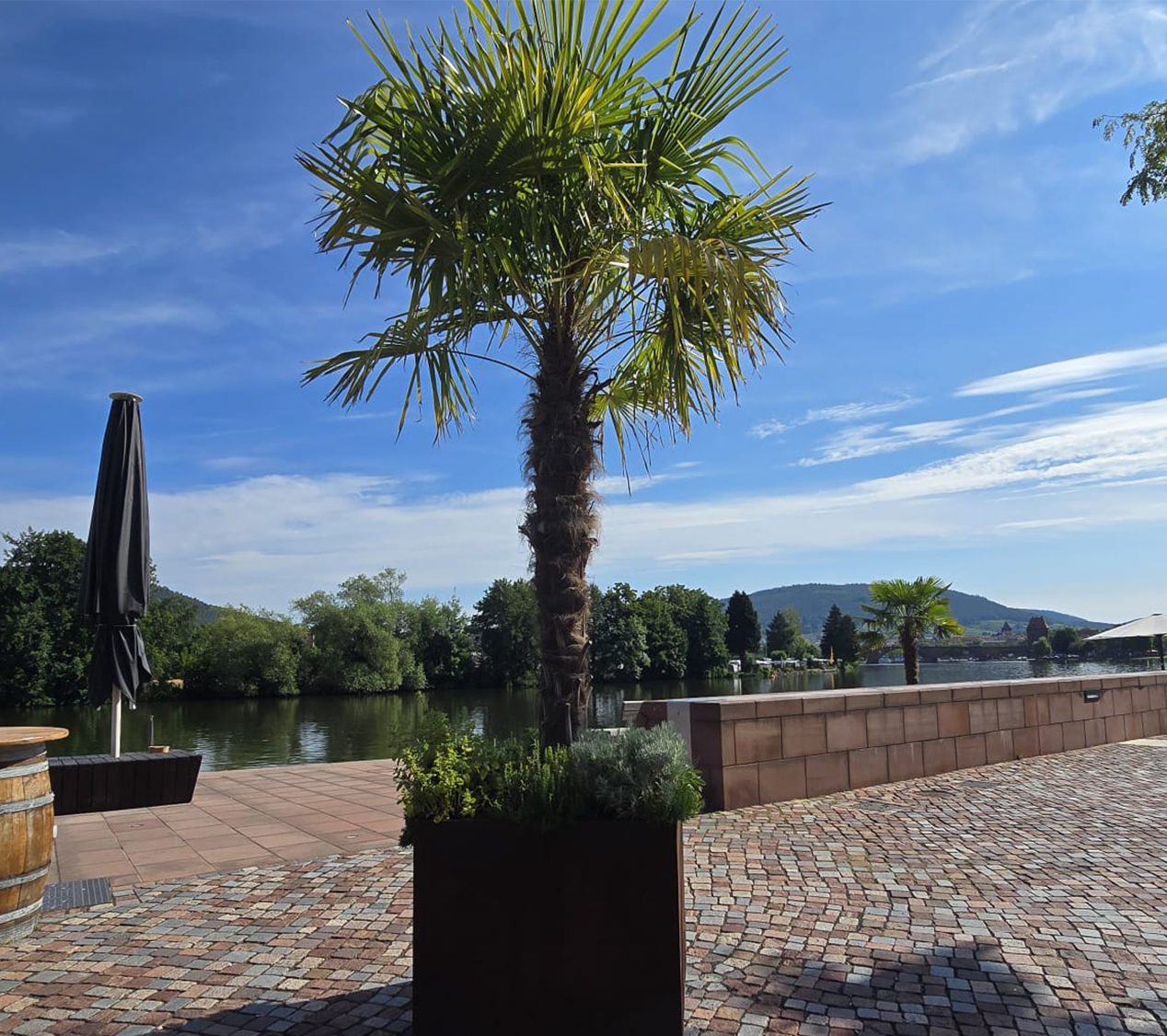 Palms-Store Baum XXL Palme Trachycarpus Fortunei ca. 250 cm Höhe Winterhart –19 °C