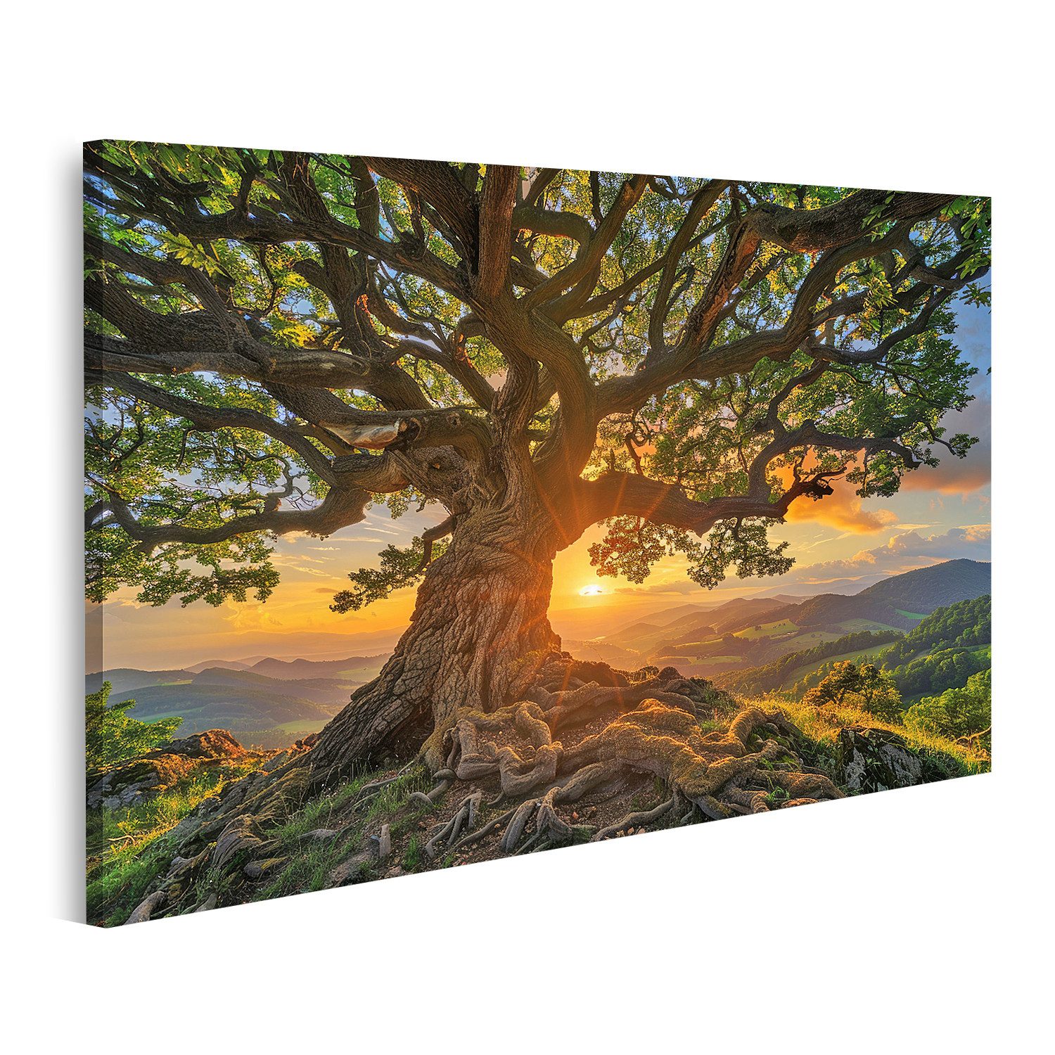 islandburner Leinwandbild, Sonnenuntergang hinter dem alten Baum (2)