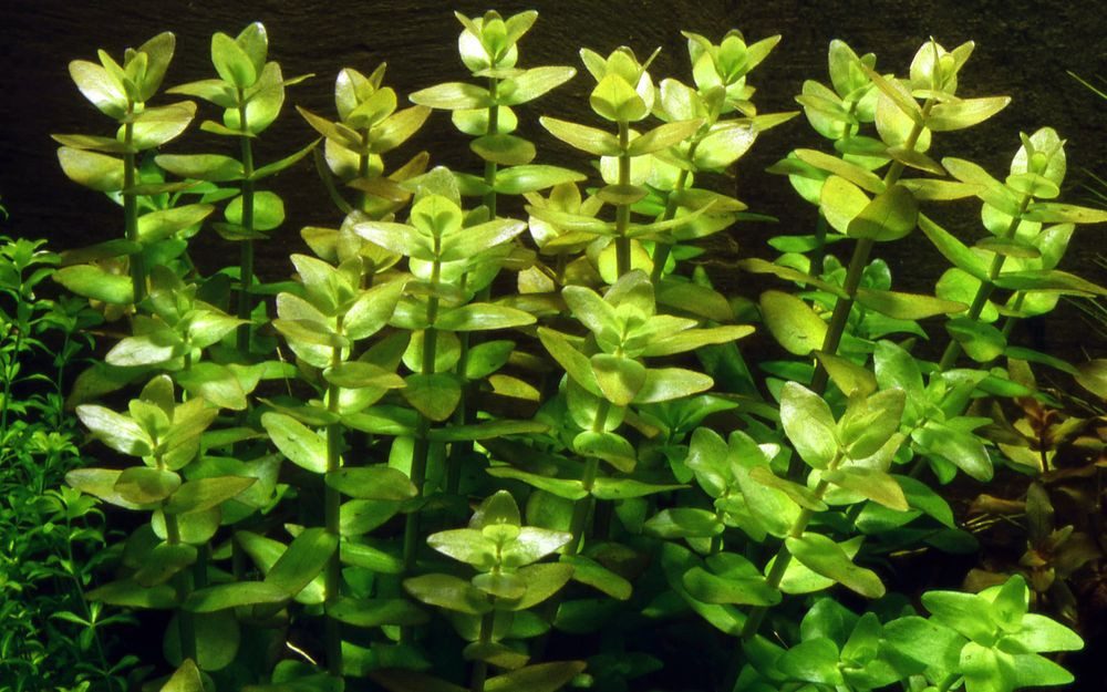 Aquaone Wasserpflanze Aquarium Pflanze Bacopa caroliniana Nr.343