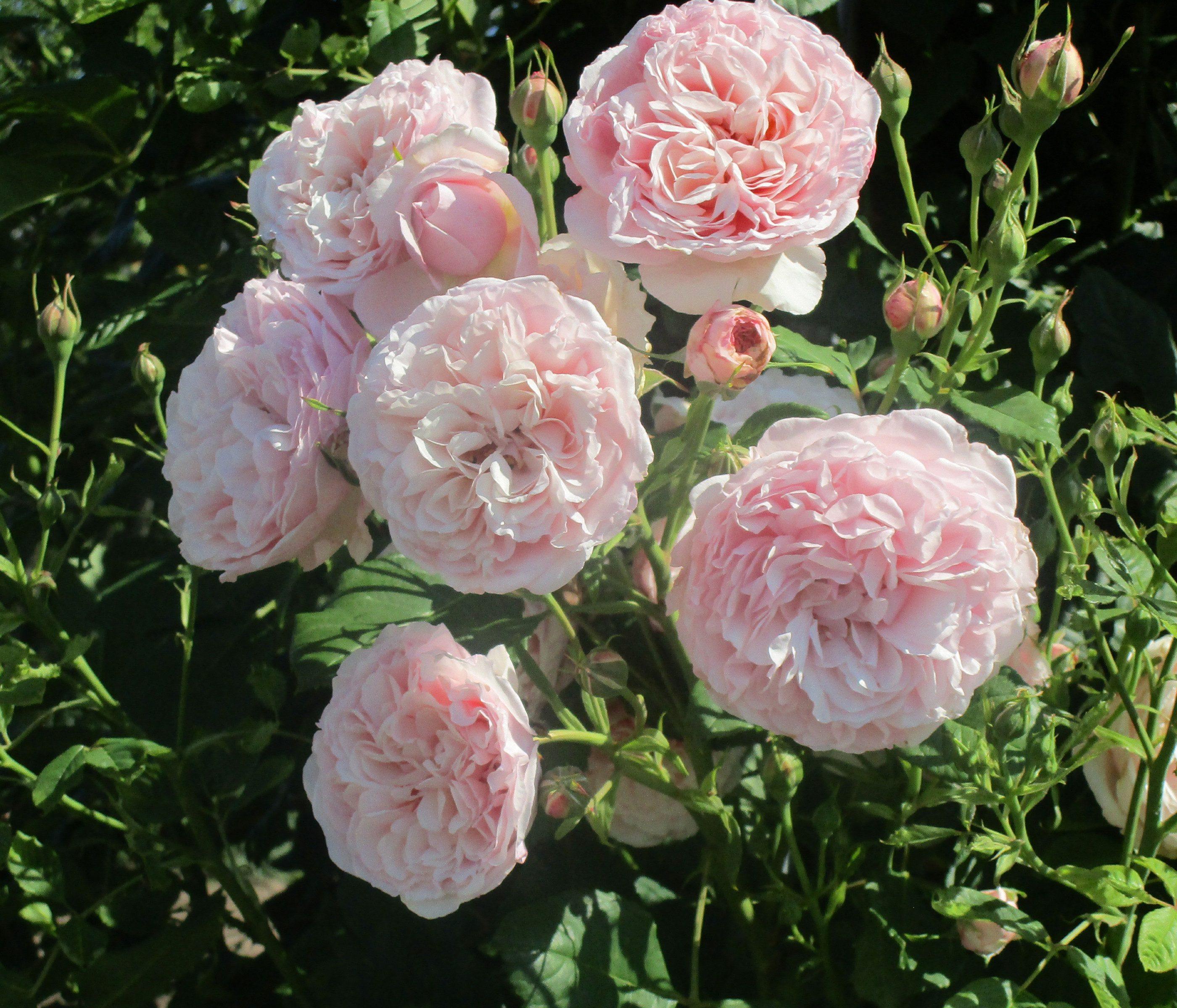 Dehner Rose Kletterrose Divina, Züchter Tantau, dicht gefüllte rosa Blüten