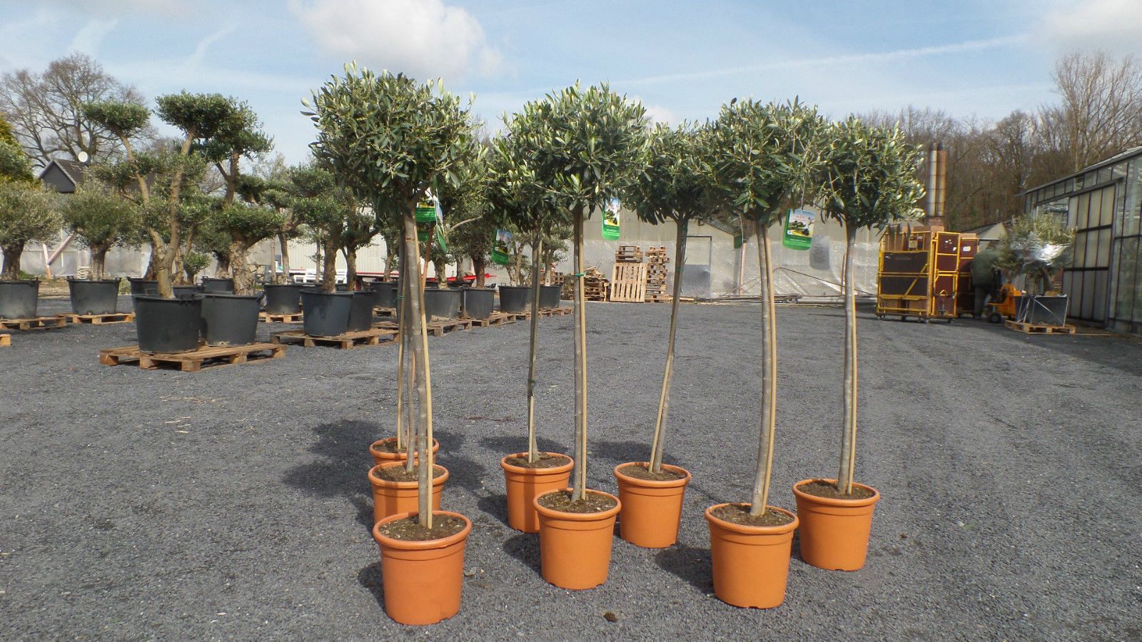gruenwaren jakubik Olivenbaum Olivenbaum Olive 160 - 180 cm Hochstamm, beste Qualität, winterhart – Bild 4 von 5