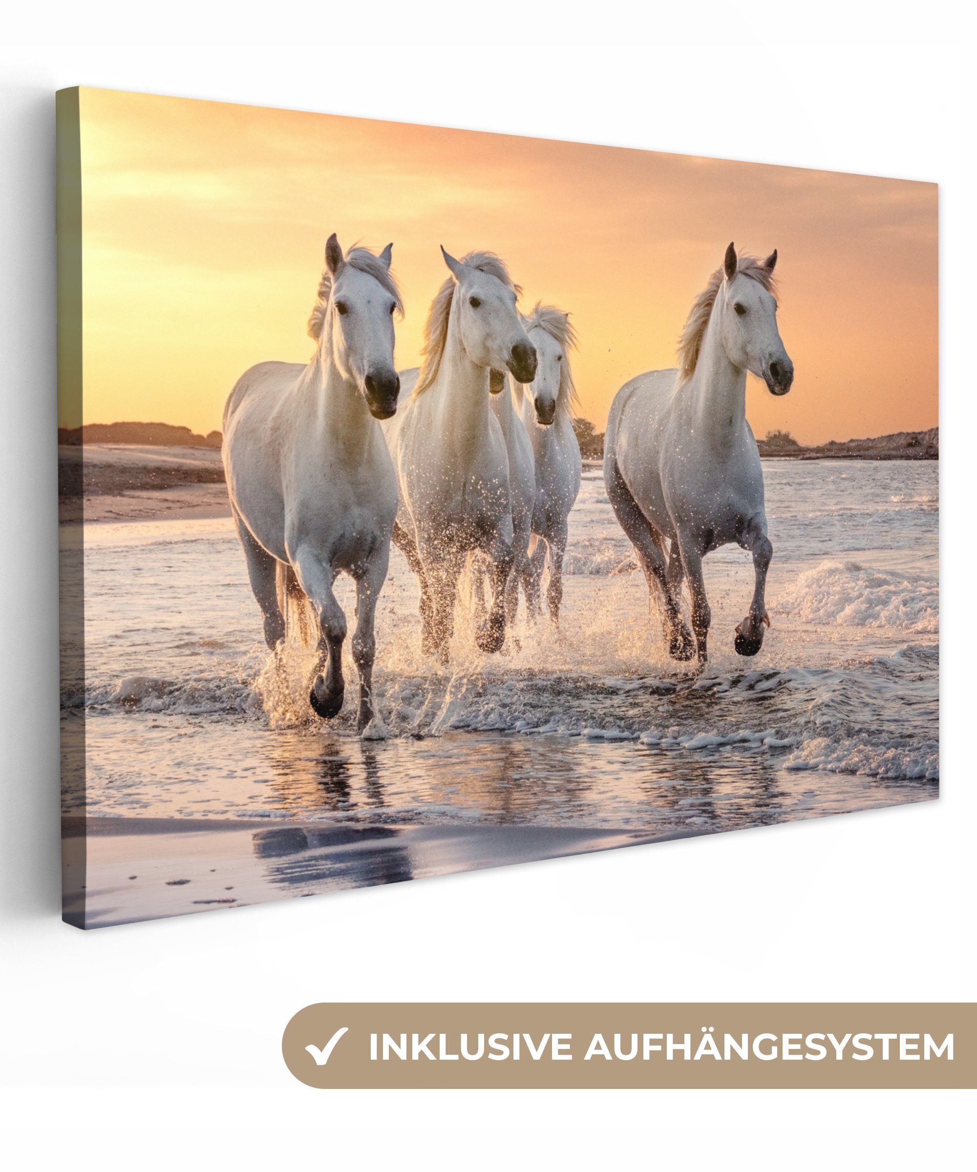 OneMillionCanvasses® Leinwandbild Pferde - Sonne - Meer - Strand - Tiere, F günstig online kaufen
