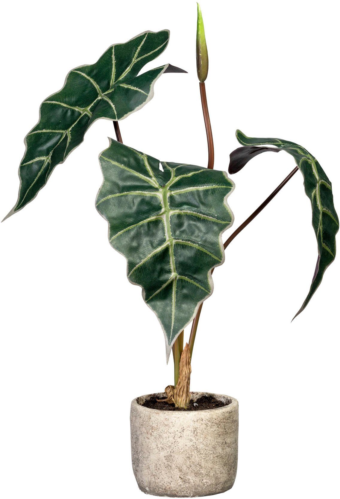 Künstliche Zimmerpflanze Alocasia Alocasia, Creativ green, Höhe 60 cm, im Zementtopf