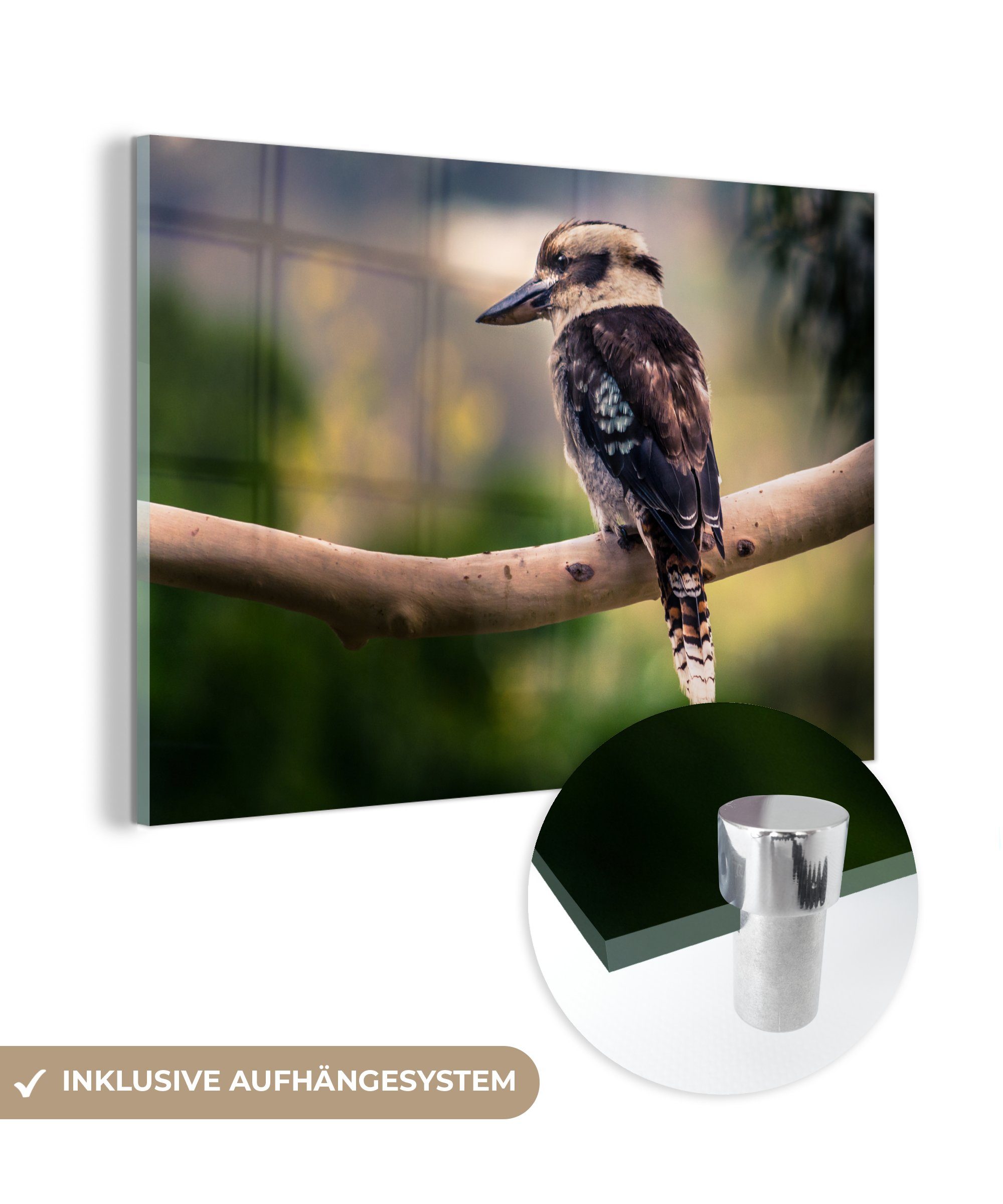 MuchoWow Acrylglasbild Ein dunkler Kookaburra oder lachender Vogel in der Natur auf einem, (1 St), Acrylglasbilder Wohnzimmer & Schlafzimmer