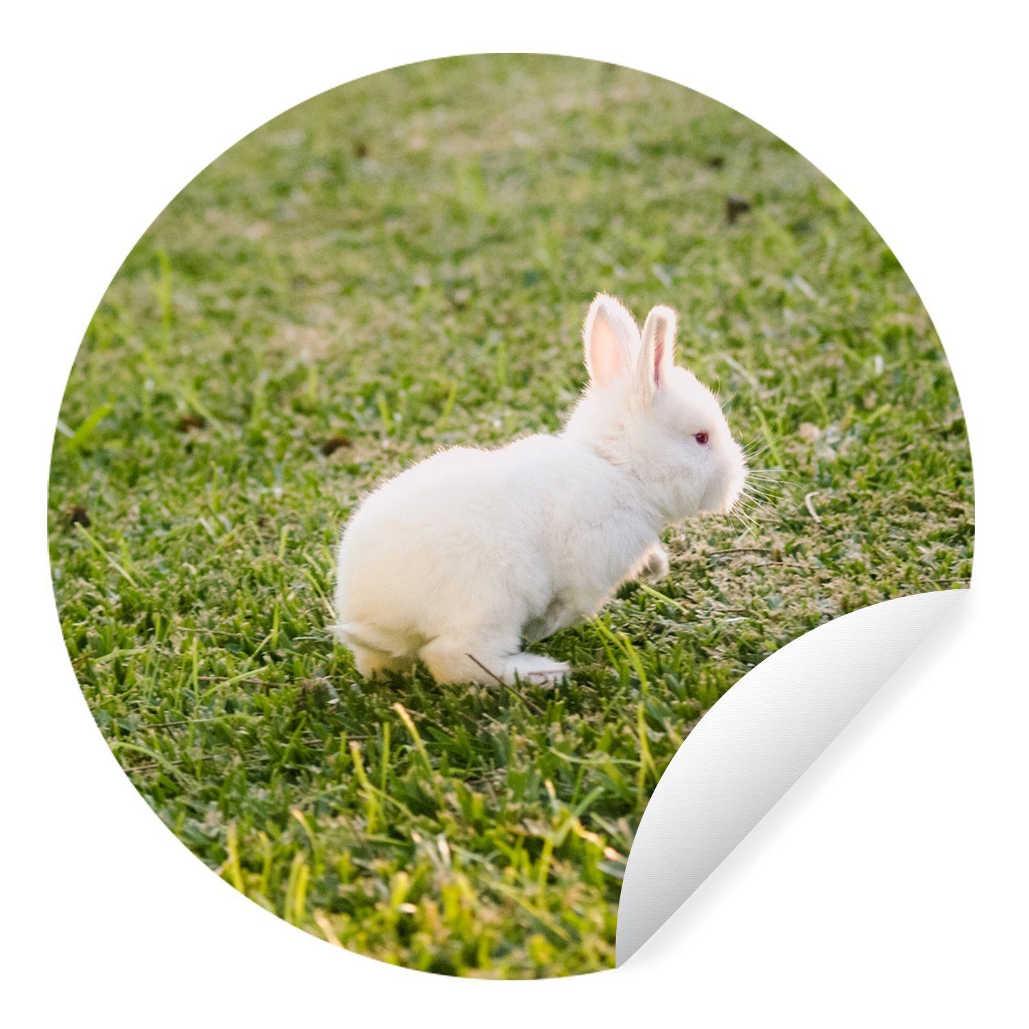 MuchoWow Wandsticker Kaninchen - Baby - Weiß - Gras (1 St), Tapetenkreis für Kinderzimmer, Tapetenaufkleber, Rund, Wohnzimmer