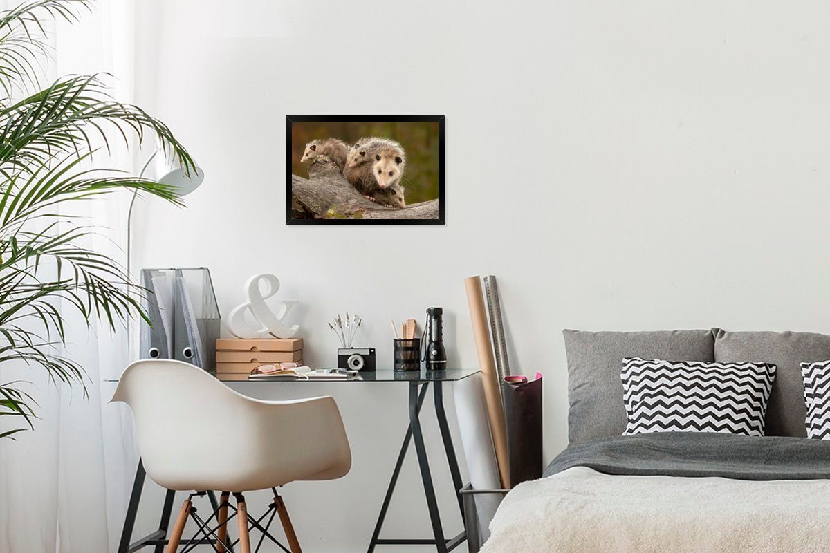 mit Schwarzem Bilderrahmen Poster St), Jungen, MuchoWow Wandposter, Virginisches Gerahmtes Opossum (1 Bilder, Wanddeko, Poster,