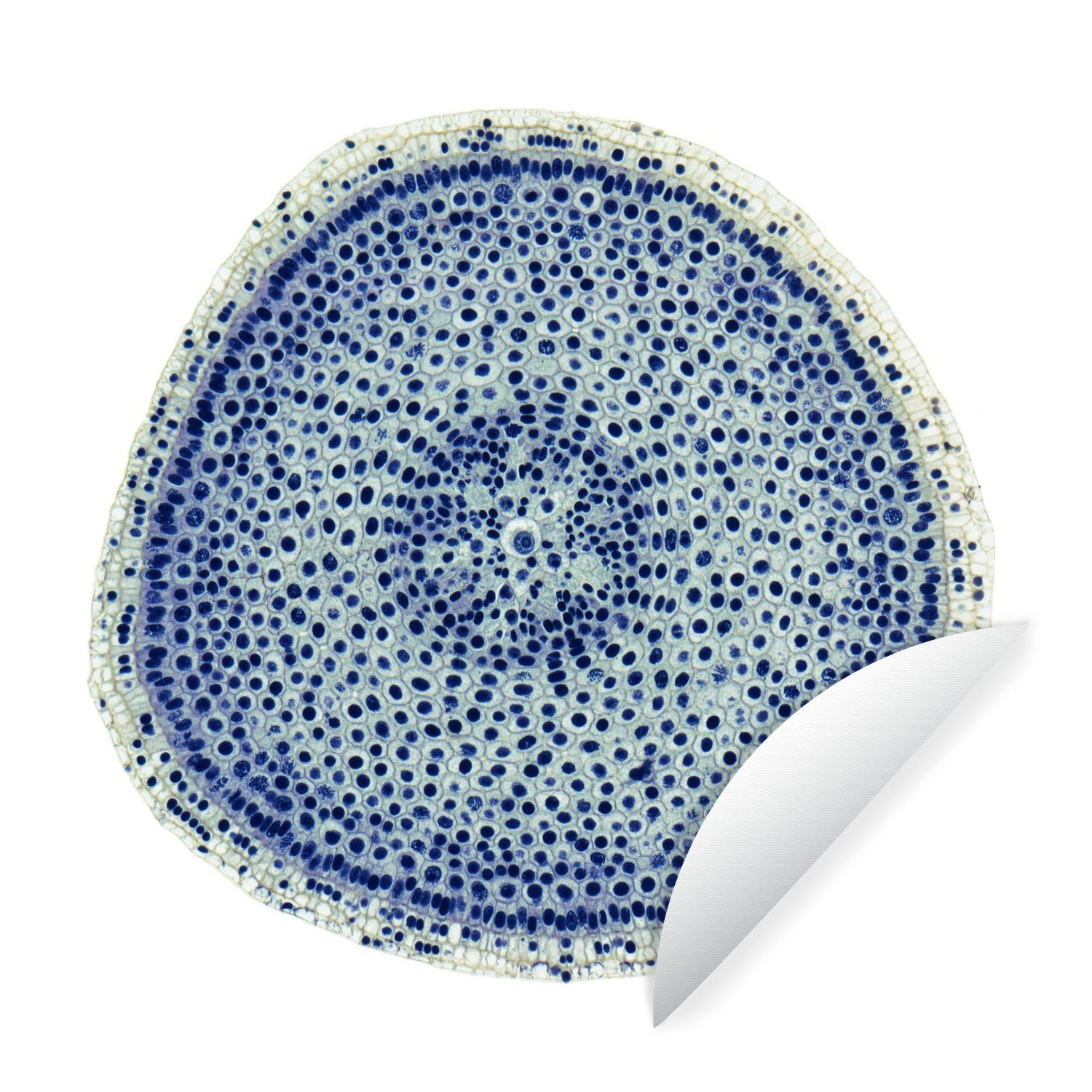 MuchoWow Wandsticker Zellen in einer Zwiebel (1 St), Tapetenkreis für Kinderzimmer, Tapetenaufkleber, Rund, Wohnzimmer