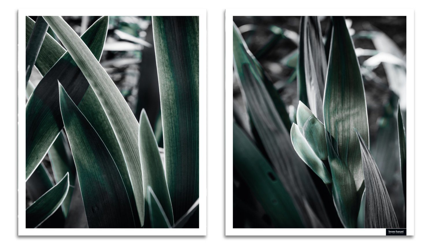 Bruno Banani Bild mit Rahmen Blätter - Gerahmter Digitaldruck - Wandbild, Blumen, Blumenbilder, Blätter, Kunst, Modern (Set, 1 St), 2x 30x40 cm - Holzrahmen - Dekoration - Weißer Rahmen