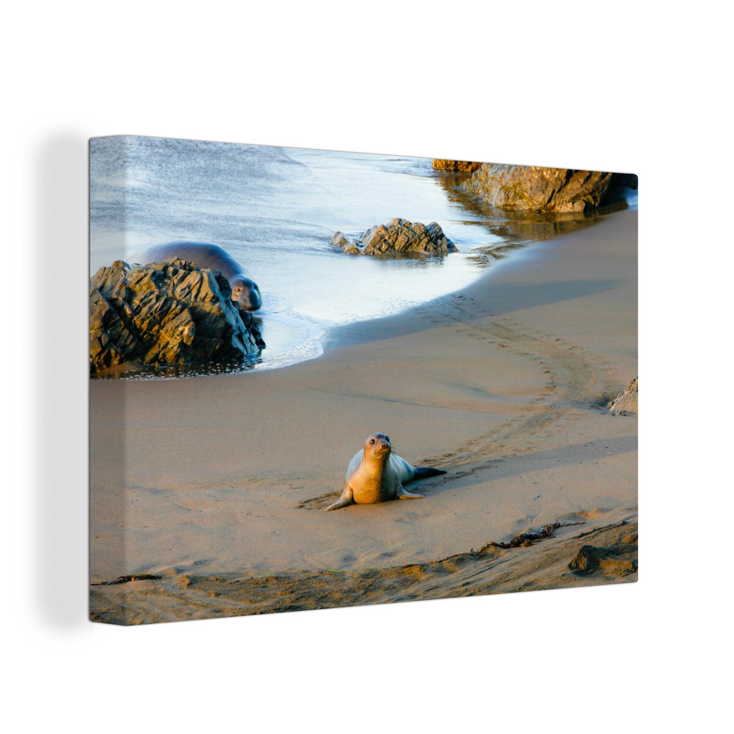 OneMillionCanvasses® (1 Leinwandbilder, Strand, 30x20 Wanddeko, - St), Robbe cm Wandbild - Tiere Aufhängefertig, Leinwandbild