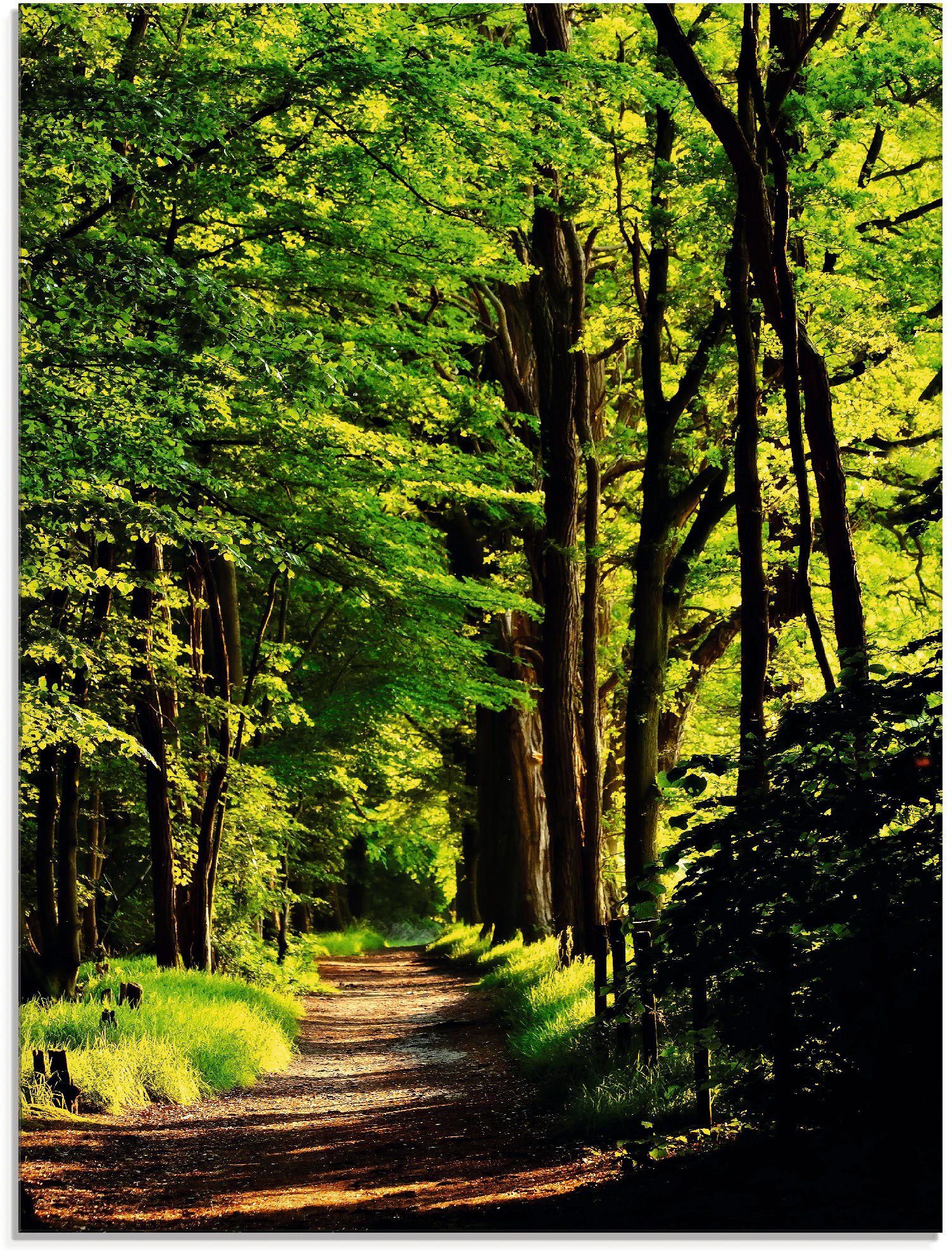 Artland Glasbild Weg im Wald, (1 Größen St), verschiedenen Wald in