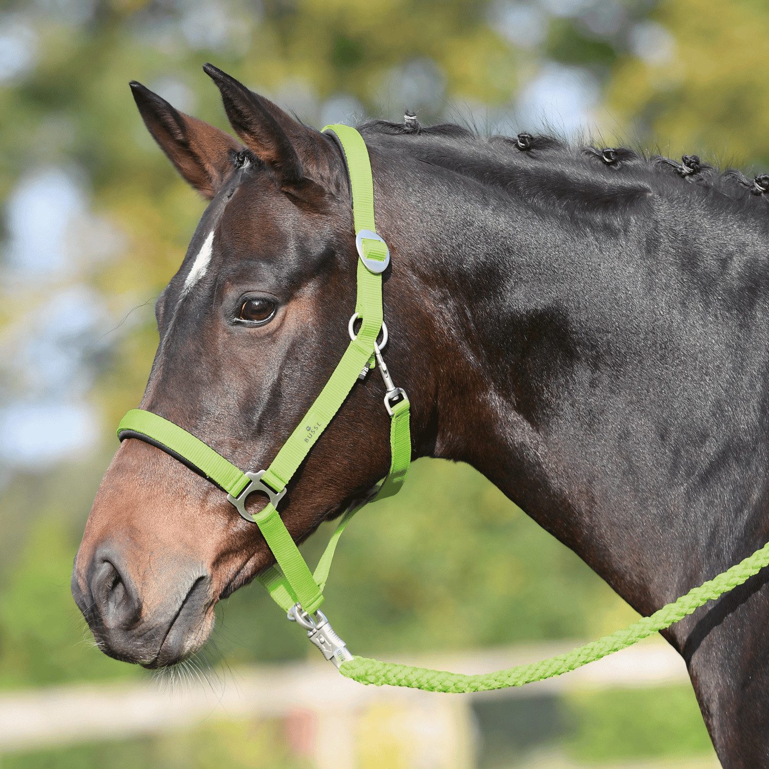 BUSSE Halfter Halfter Supreme