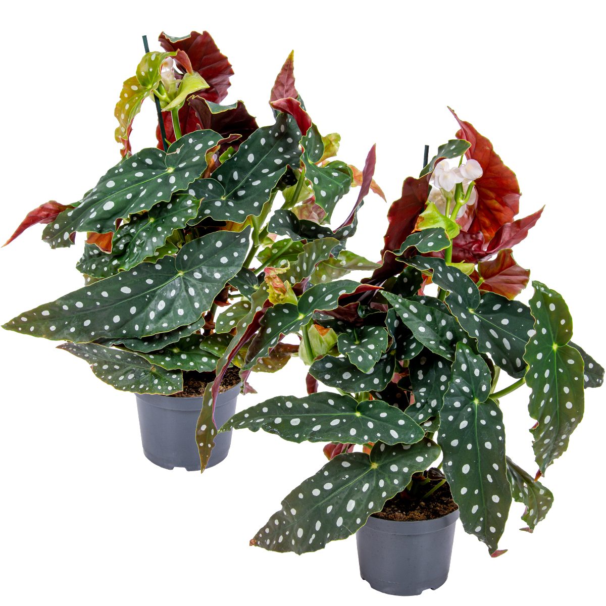 Bloomique Zimmerpflanze Bloomique - 2er-Set - Begonia Maculata - Punkt-Begonie - Punktpflanze, 2 St.
