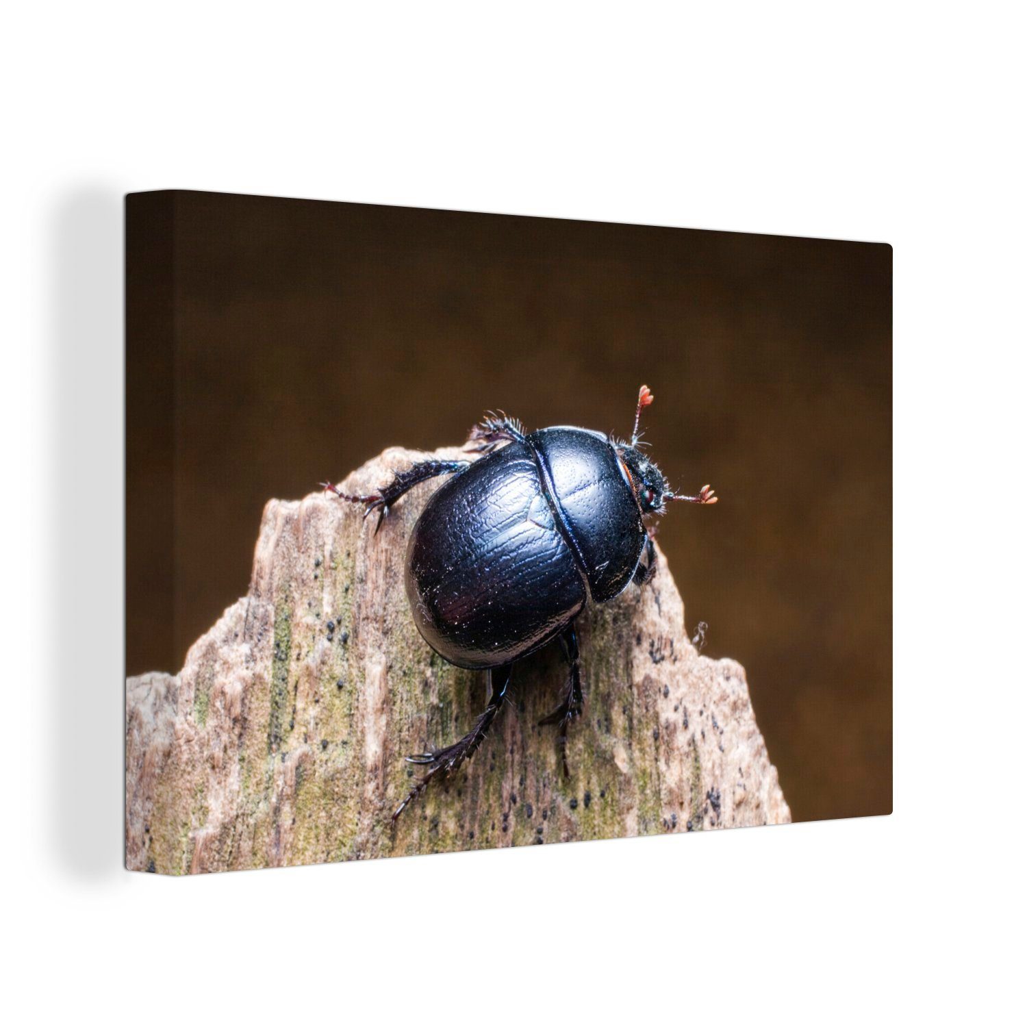 OneMillionCanvasses® Leinwandbild Käfer auf einem Stück Holz, (1 St), Wandbild Leinwandbilder, Aufhängefertig, Wanddeko, 30x20 cm