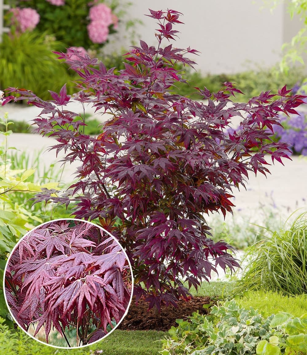 BALDUR Garten Zierstrauch Japanischer Ahorn 'Burgund', 1 St., Zwerg-Ahorn,winterhart, mehrjährig