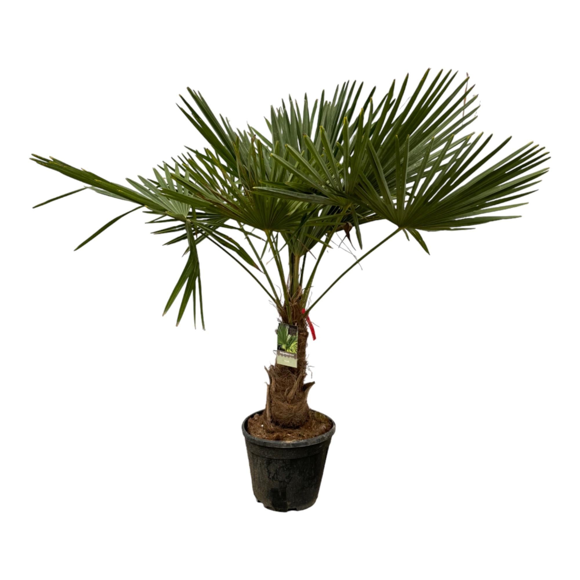 Florora Kübelpflanzen Trachycarpus Fortuneii - Chinesische Hanfpalme - 200 cm