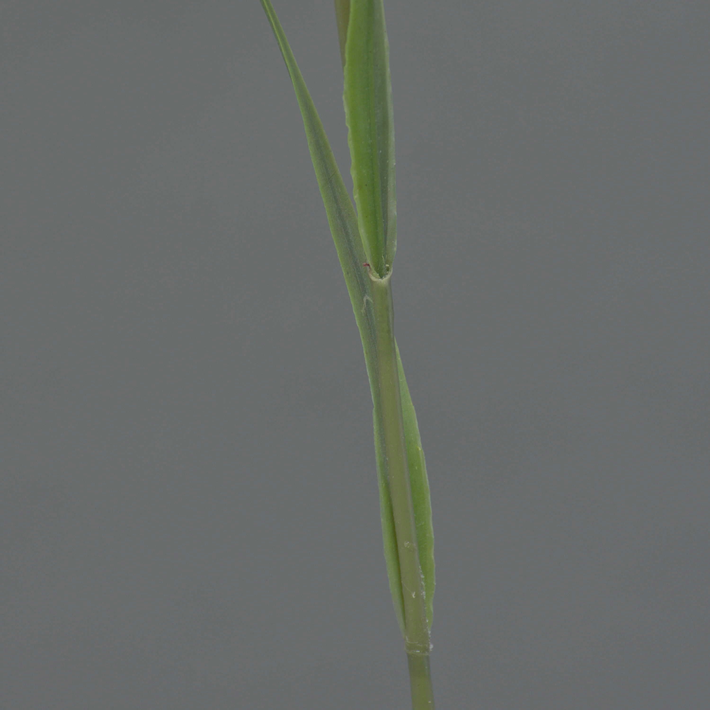 Kunstblume Deko Blume Glockenblume LUXING, weiß, 40 cm Glockenblume, artplants, Höhe 40.0 cm