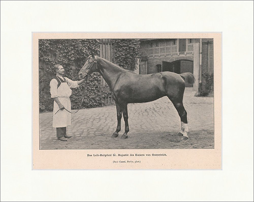 Kunstdruck Leib-Reitpferd des Kaisers von Oesterreich Adel K&K Majestät F_Vintage