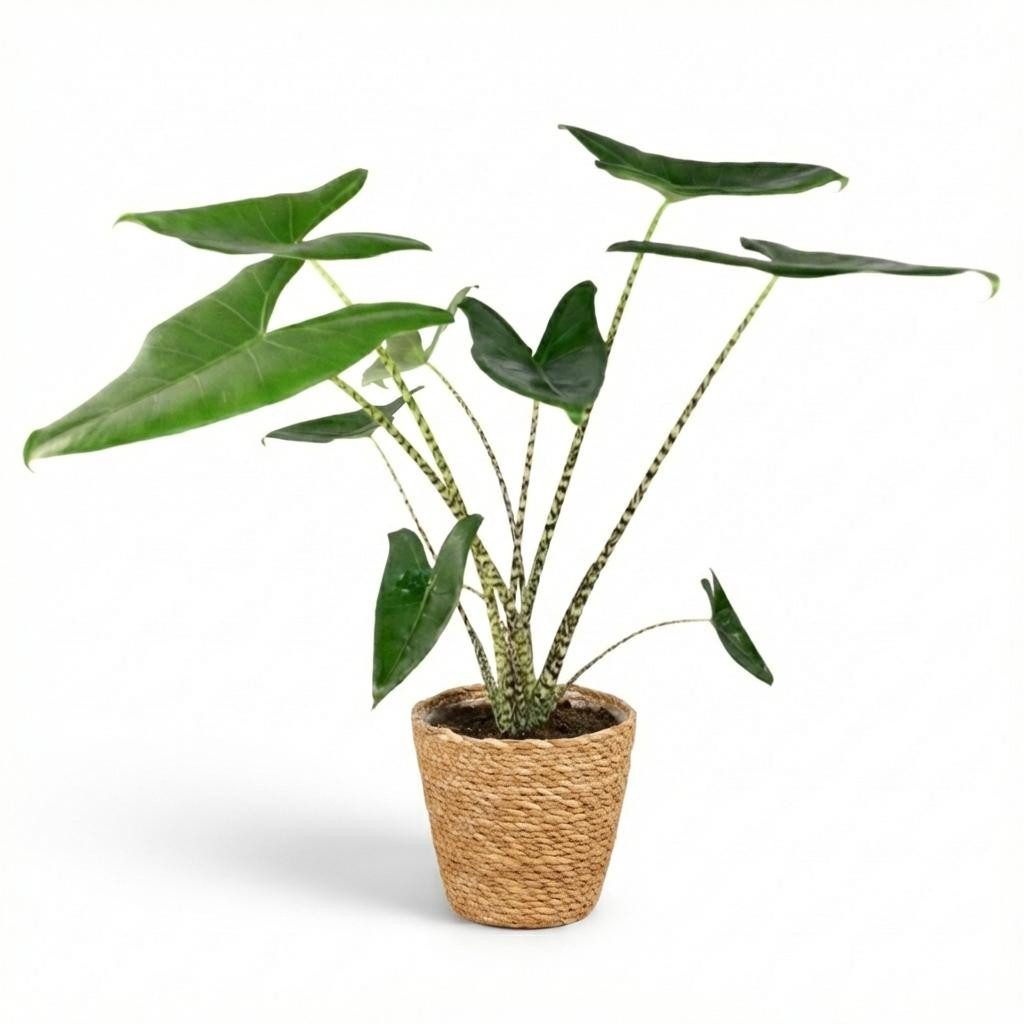 Florora Zimmerpflanze Alocasia Zebrina – 75 cm