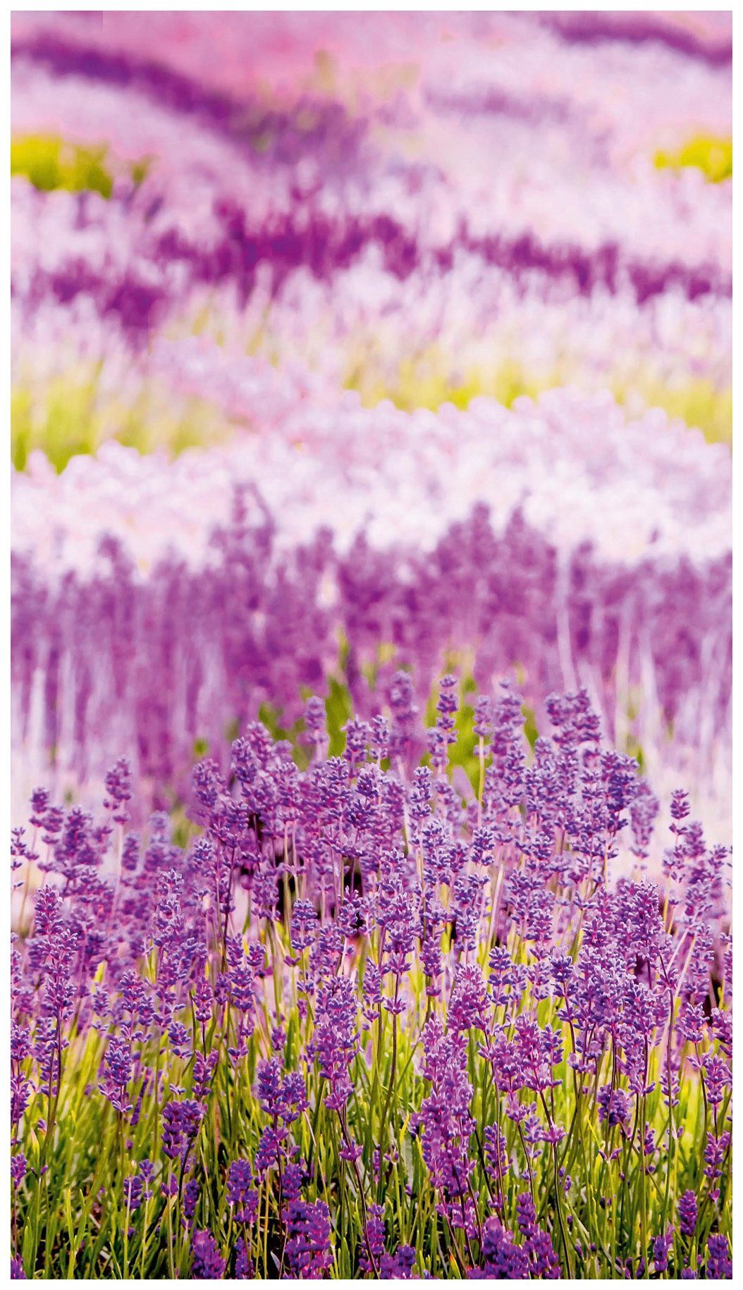 Bodenmeister Fototapete Lavendel Provence lila