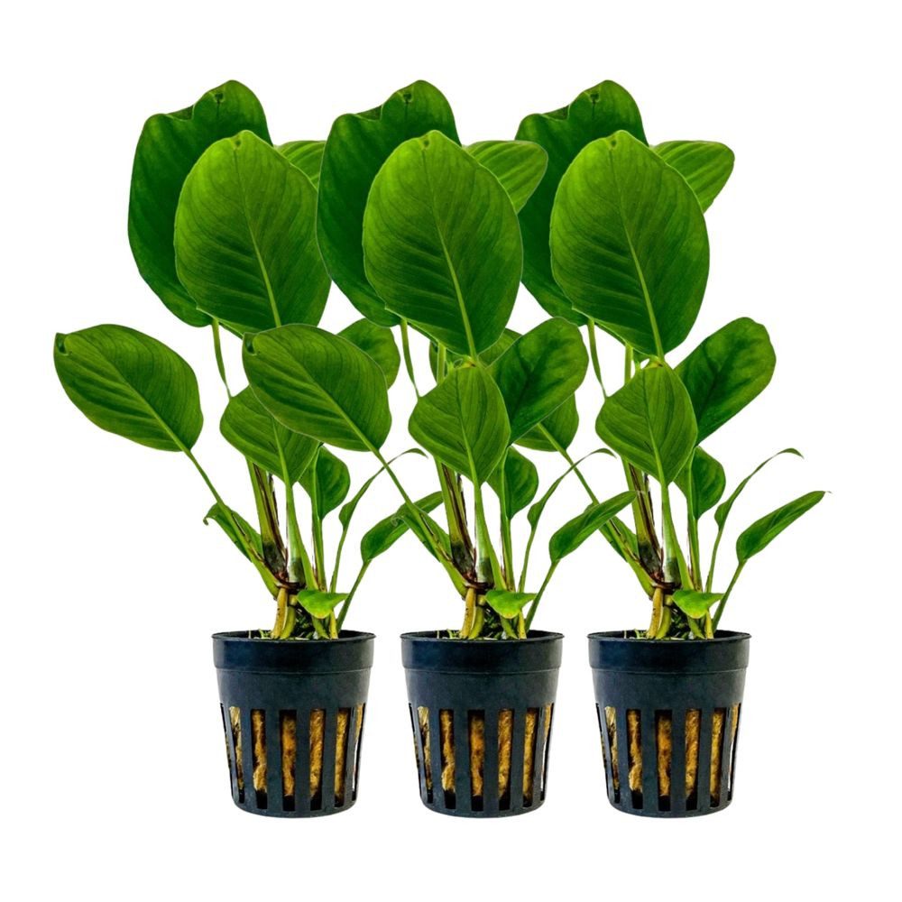 Aquaone Wasserpflanze Aquarium Pflanze 3 Stück Anubias heterophylla Topf Nr günstig online kaufen