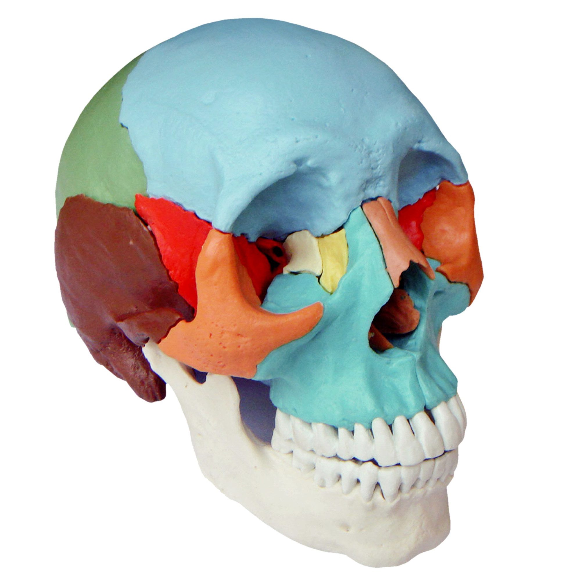 Cranstein Scientific Dekoobjekt Osteopathie Anatomie Schädel Modell lebensgroß 22 teilig didaktisch g