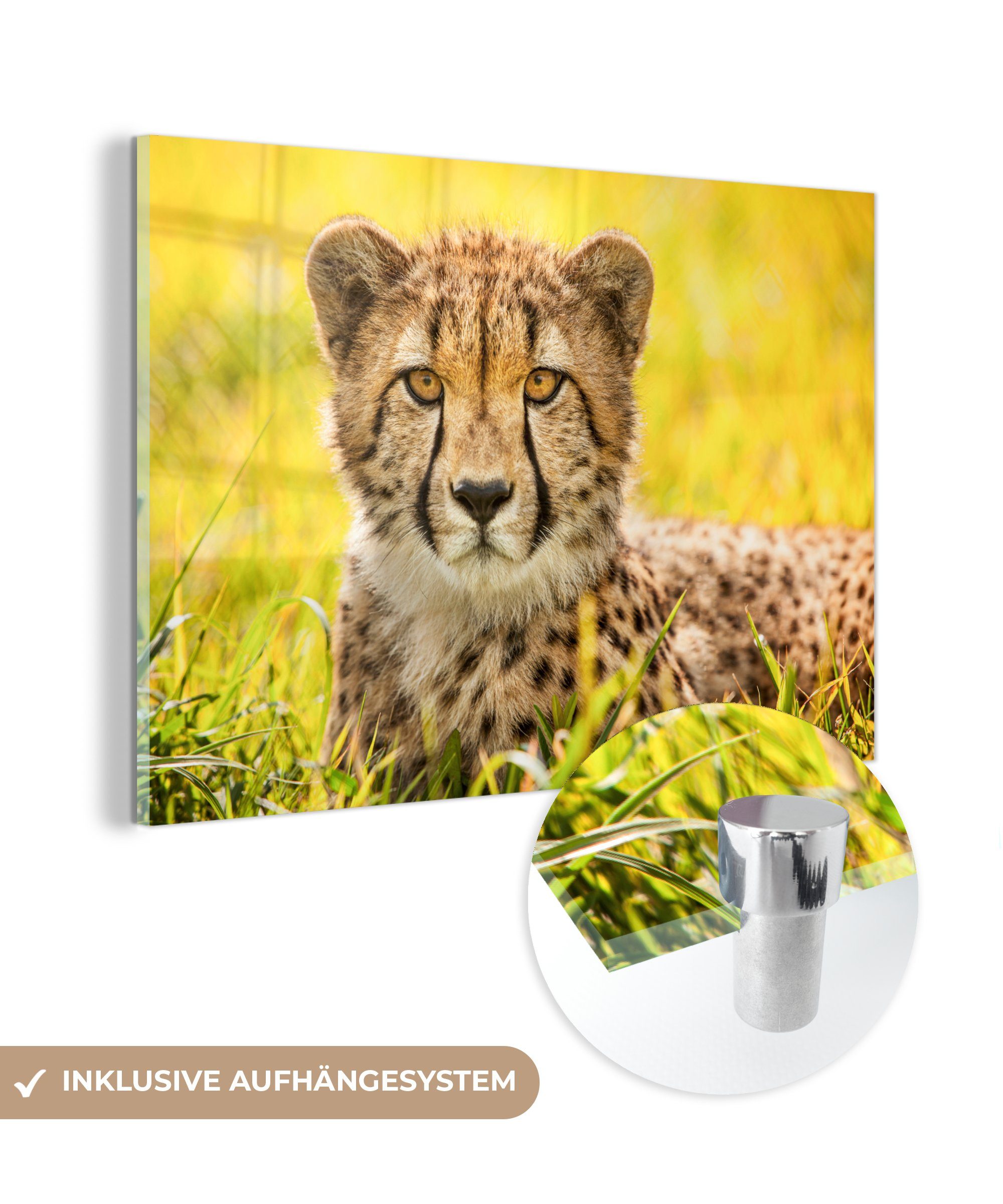 MuchoWow Acrylglasbild Leopard - Gras - Gepard, (1 St), Acrylglasbilder Wohnzimmer & Schlafzimmer
