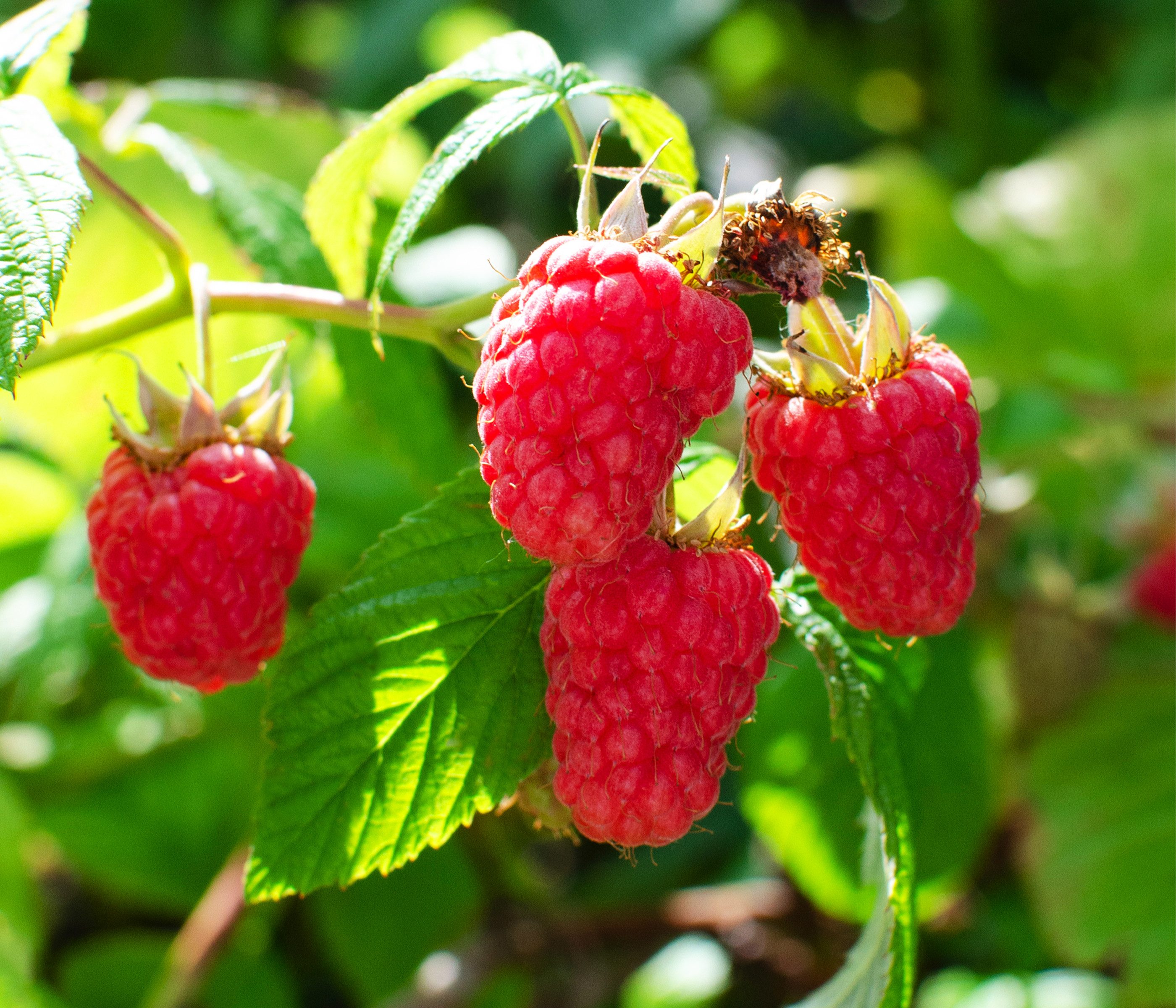Dehner Obstpflanze Bio Himbeere Heritage, sehr süsse dunkelrote Früchte, 30-50 cm