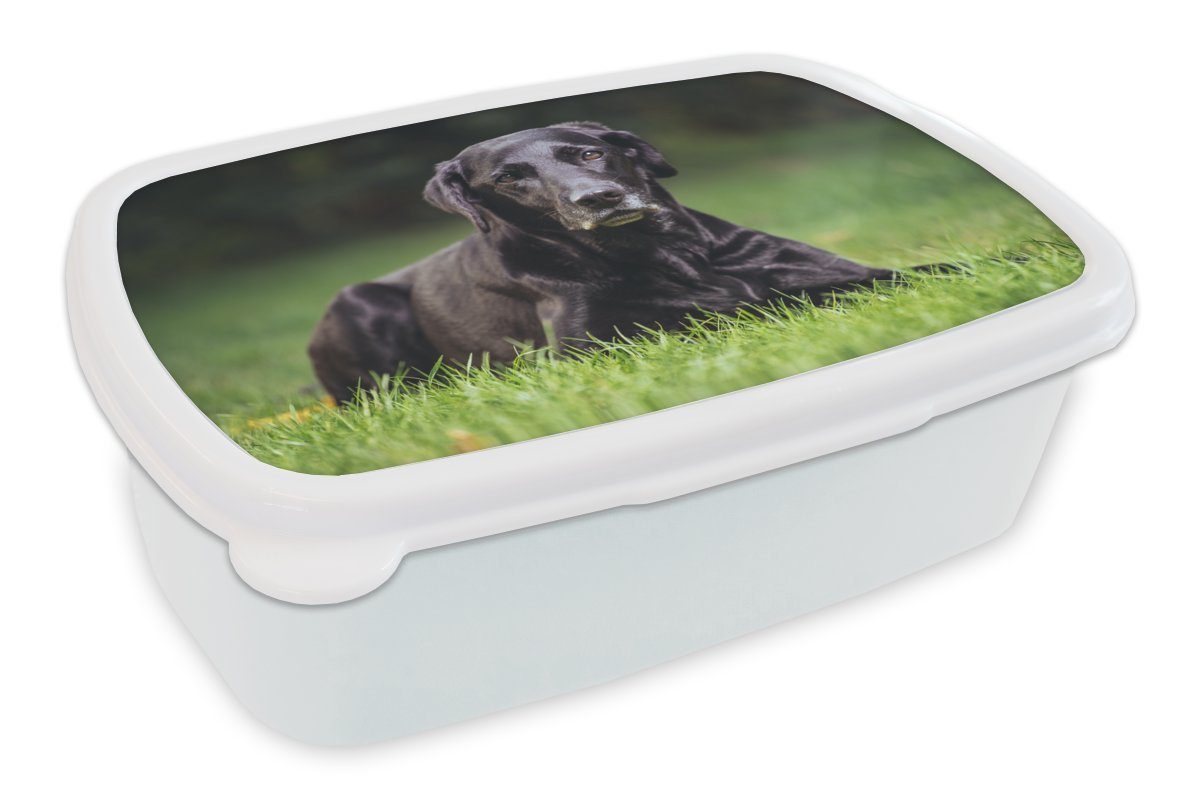 MuchoWow Lunchbox Ein schwarzer Labrador im Gras, Kunststoff, (2-tlg), Brotbox für Kinder und Erwachsene, Brotdose, für Jungs und Mädchen weiß