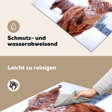 MuchoWow Herdblende-/Abdeckplatte Schottischer Highlander - Schnee - Haut, Vinyl, (1 tlg), 81x52 cm, Induktionskochfeld Schutz für die küche, Ceranfeldabdeckung