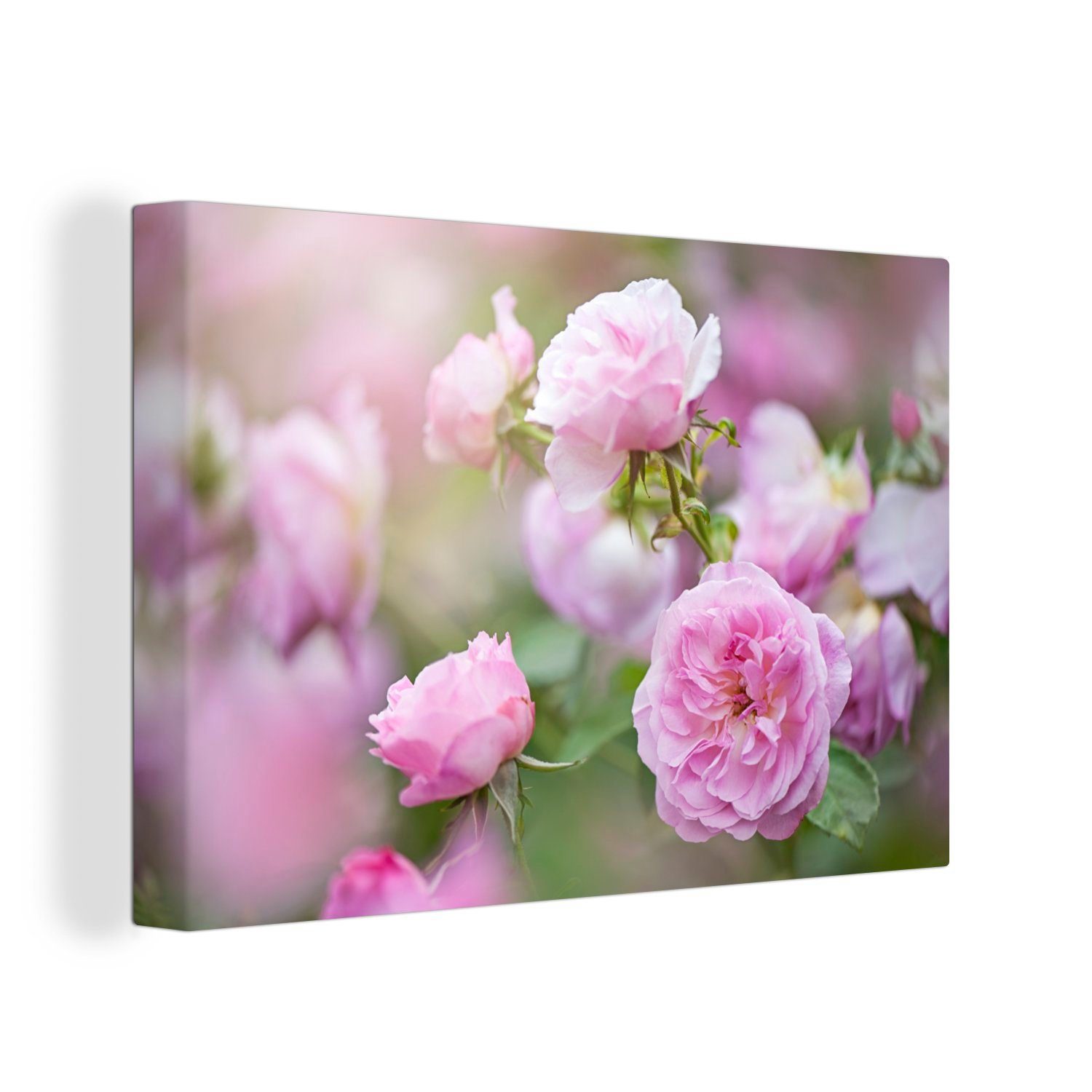 OneMillionCanvasses® Leinwandbild Pflanzen von rosa Rosen günstig online kaufen