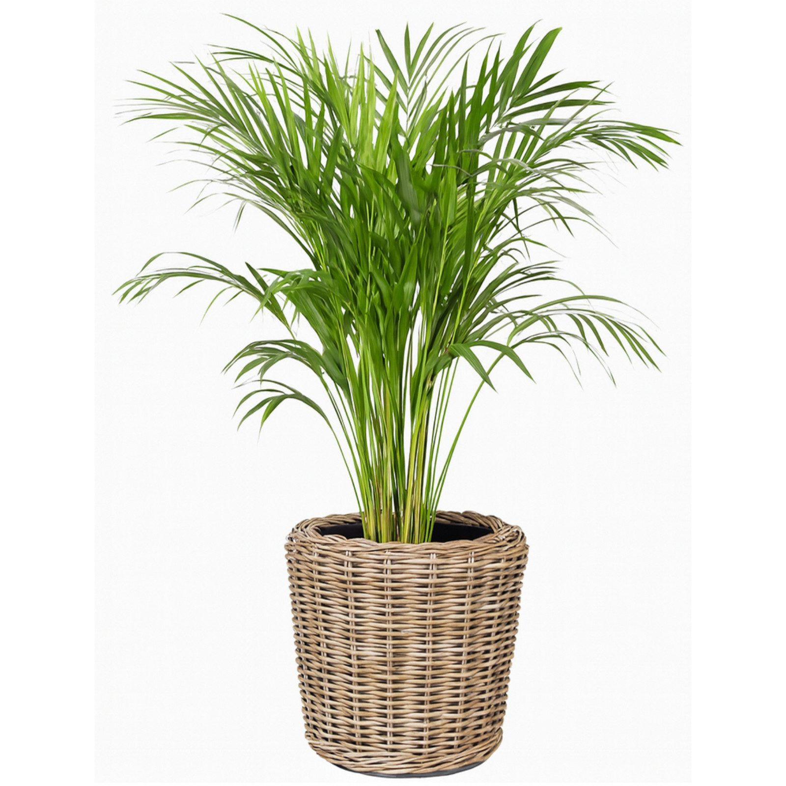 Van der Leeden Blumentopf Blumenkorb Pflanzkorb günstig online kaufen