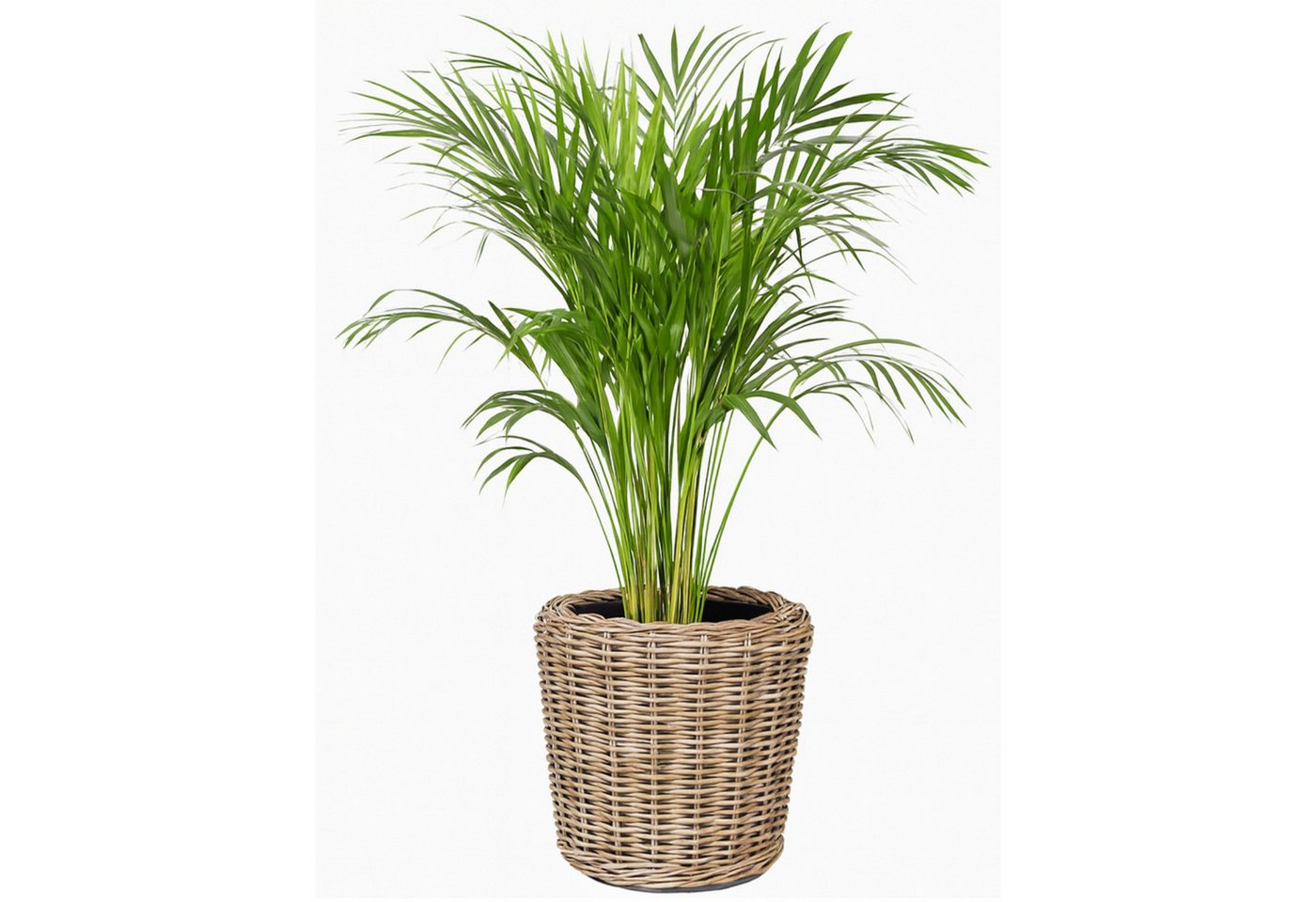 Thumbnail - Van der Leeden Blumentopf Blumenkorb Pflanzkorb Topf 42x44cm Rattan Weide Sylter Korb Drypot (1 St), Indoor & Outdoor, R...