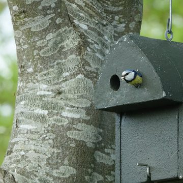 Hasselfeldt Nistkasten aus Holzbeton für Blaumeise, Sumpfmeise, Tannenmeise und Haubenmeise, Langlebig