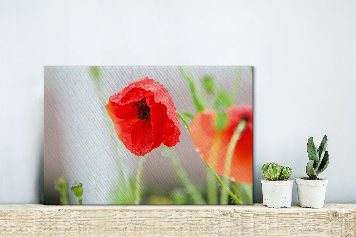cm 30x20 einer Leinwandbilder, Tau auf OneMillionCanvasses® St), Aufhängefertig, Wanddeko, (1 Wandbild Mohnblume, Leinwandbild roten
