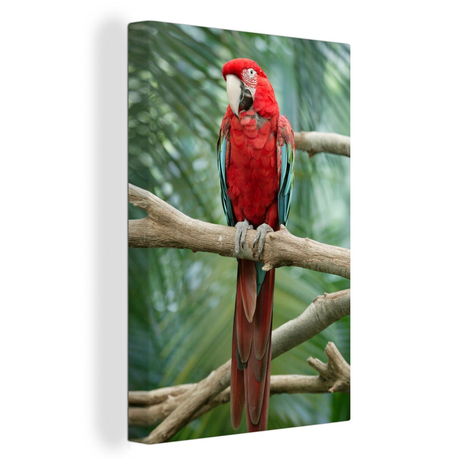 OneMillionCanvasses® Leinwandbild Kuba-Papagei auf einem Leinwandbild 20x30 cm bespannt fertig St), Zackenaufhänger, Gemälde, inkl. Ast (1 sitzend