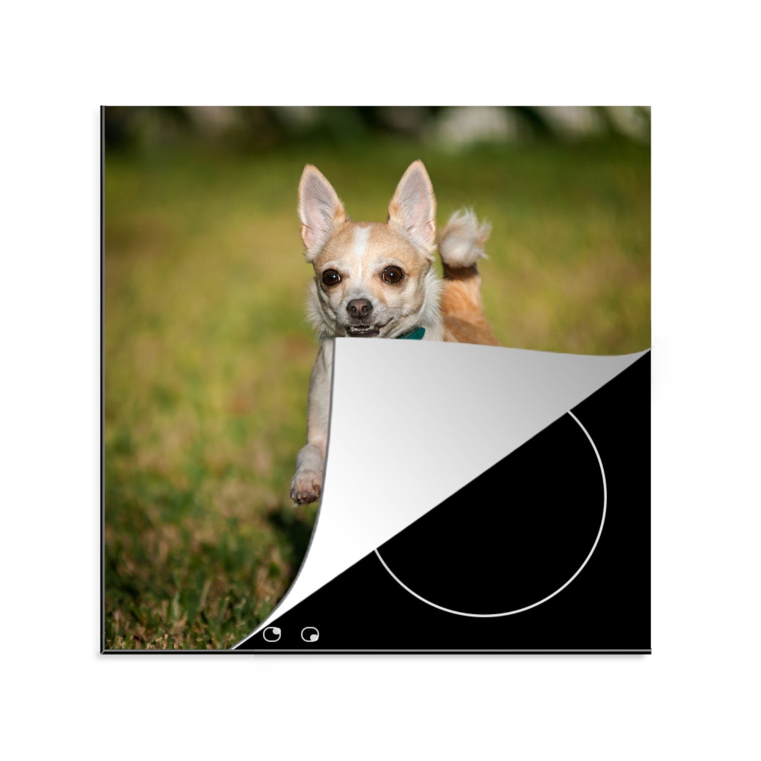 MuchoWow Herdblende-/Abdeckplatte Ein lächelnder Chihuahua hüpft durch das Gras, Vinyl, (1 tlg), 78x78 cm, Ceranfeldabdeckung, Arbeitsplatte für küche