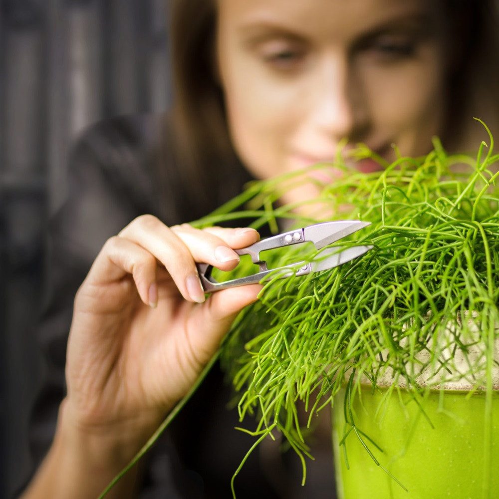 Linoows Gartenschere Drei Buchsbaum Garten Scheren, günstig online kaufen