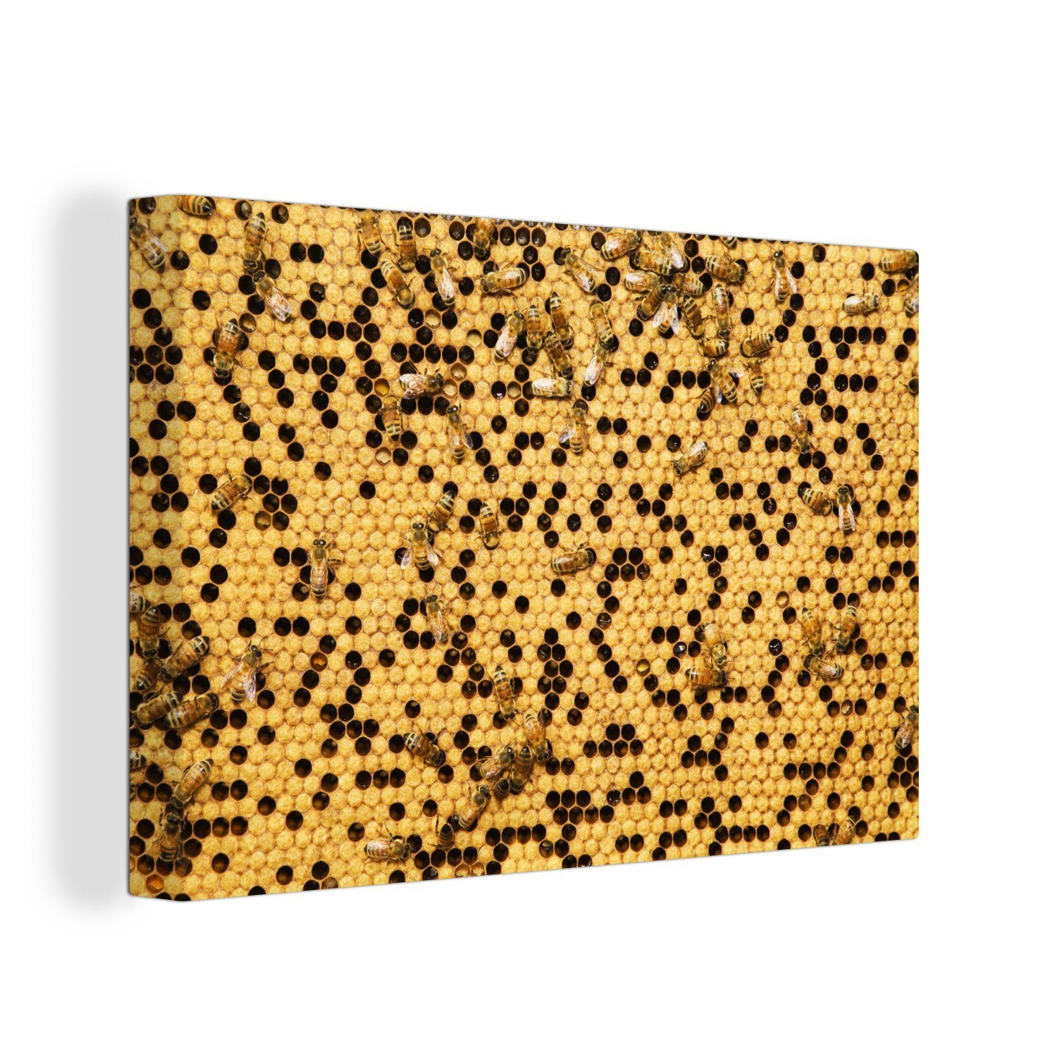 OneMillionCanvasses® Leinwandbild Nahaufnahmen eines Bienenstocks, (1 St), Wandbild Leinwandbilder, Aufhängefertig, Wanddeko, 30x20 cm